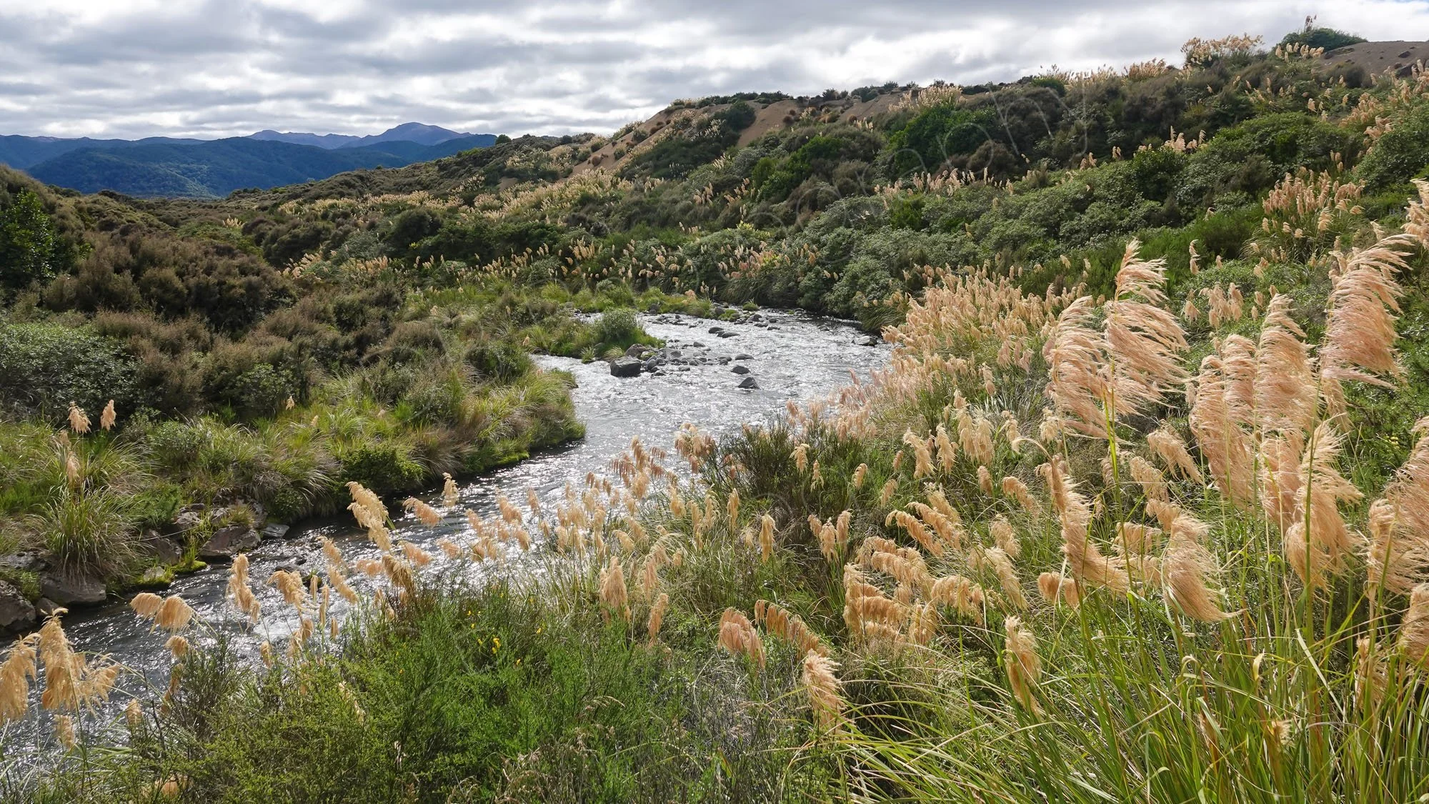 A river and it's Toetoe grass covered banks. Wellington area, New Zealand.