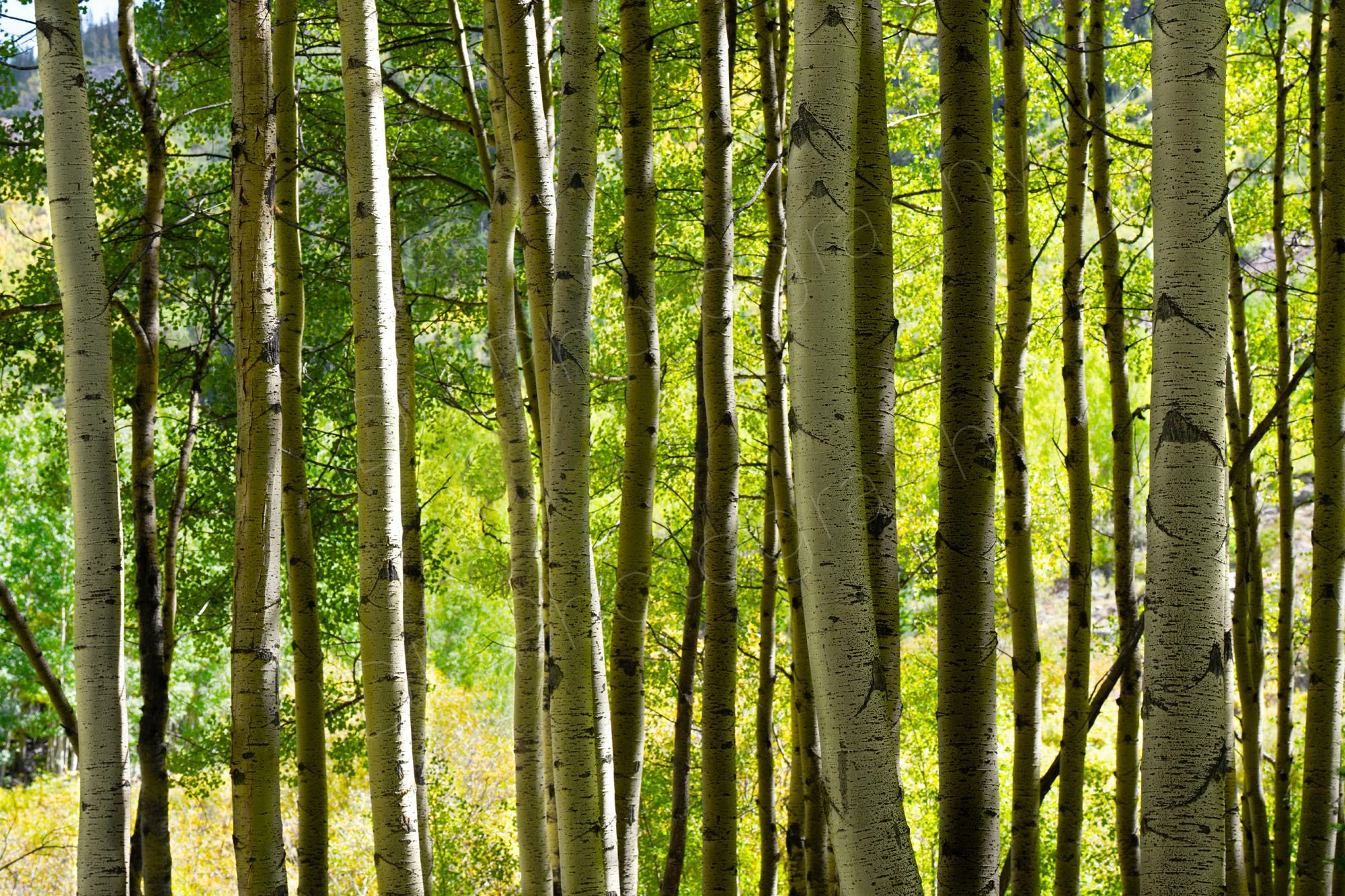 A group of  silver grey Aspen tree trunks with varying shades of green leaves behind. Taken at Maroon Bells, Aspen, Utah. 