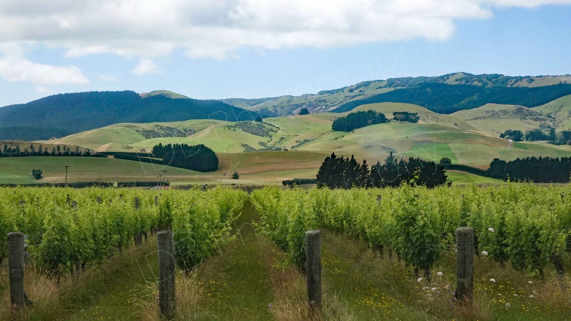 Vineyard Marlborough area, New Zealand. A view down the rows of vines with hills in the background. on a sunny day.