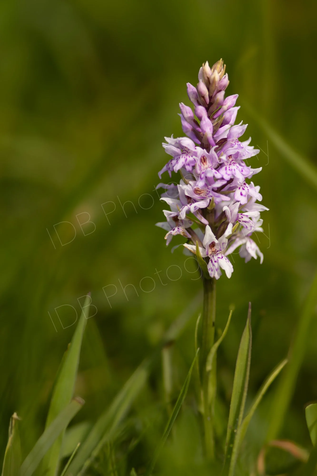 A Common Spotted orchid (Dactylorhiza fuchsii) in grass with a background green bokeh. Kent, UK.