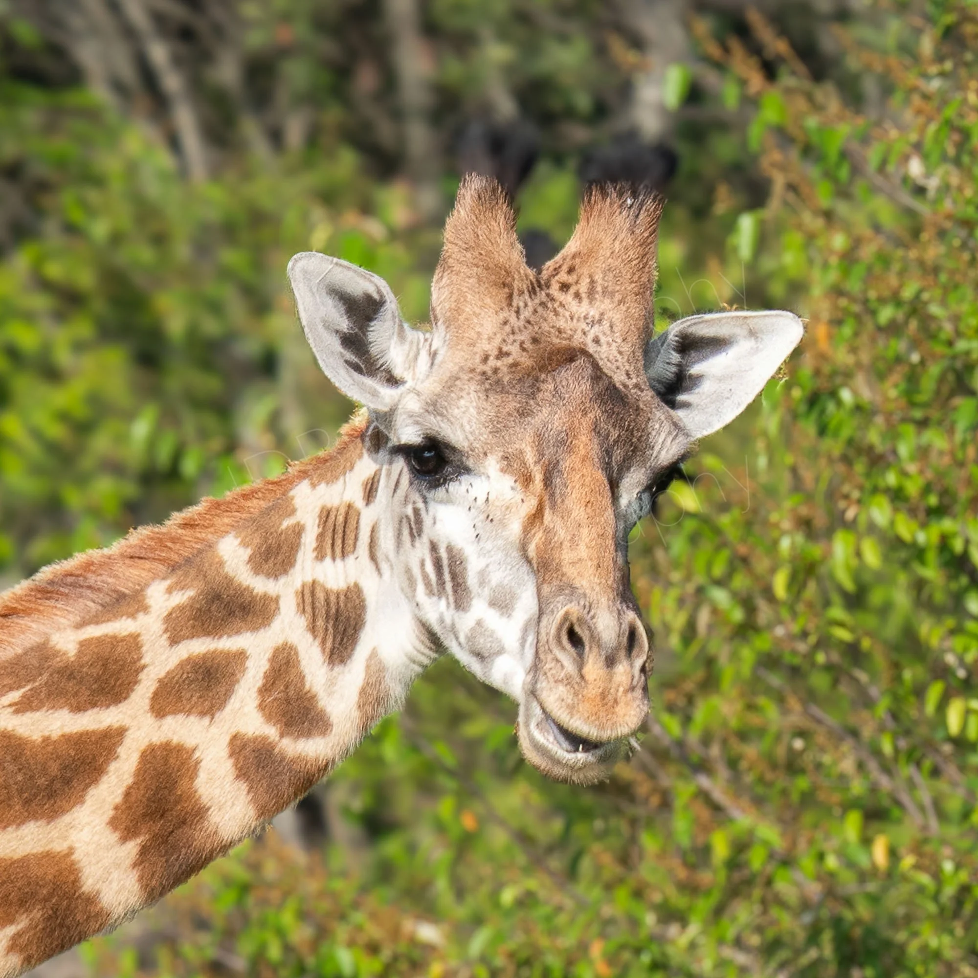 Close up of Masai giraffe with long eyelashes, blurred bushy background. Masai Mara, Kenya.