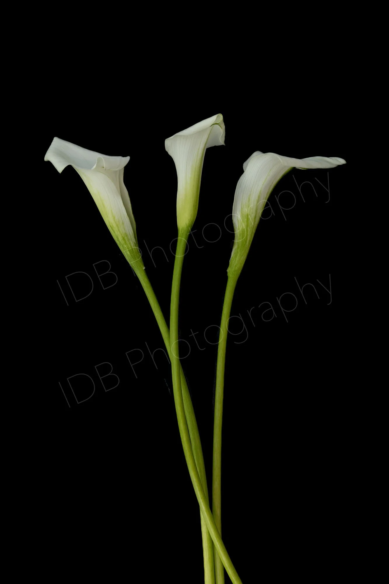 A group of three near vertical white calla lily  (Zantedeschia aethiopica) spathes and stems on a black background.