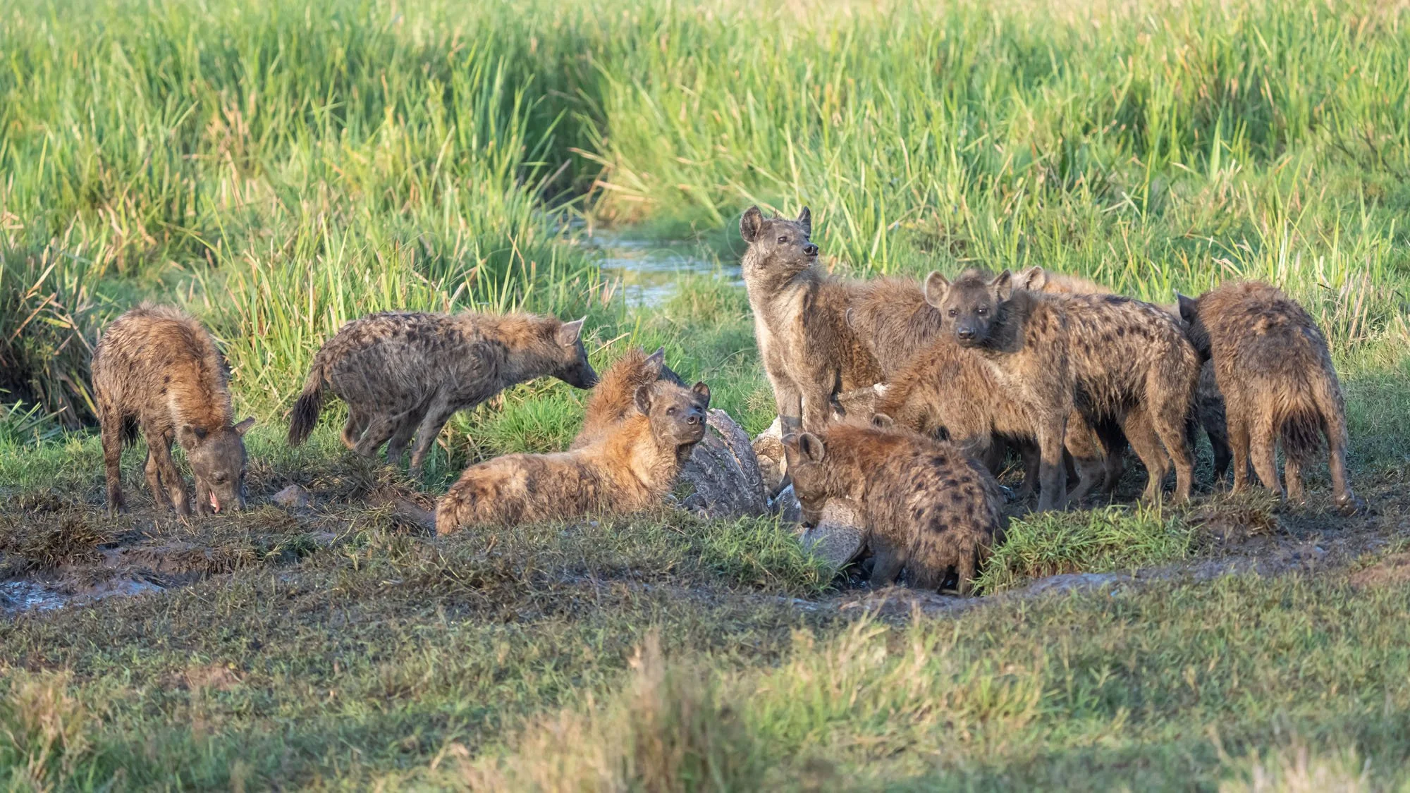 A pack of hyenas finishing the remains of a Hippopotamus carcass in the Masai Mara, Kenya.