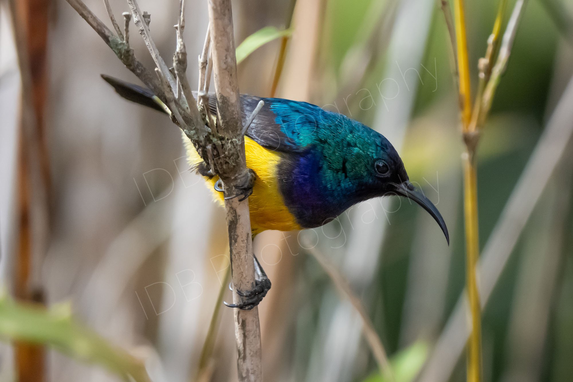 Male Variable Sunbird (Cinnyris venustus) on a branch of a shrub. Nairobi, Kenya.