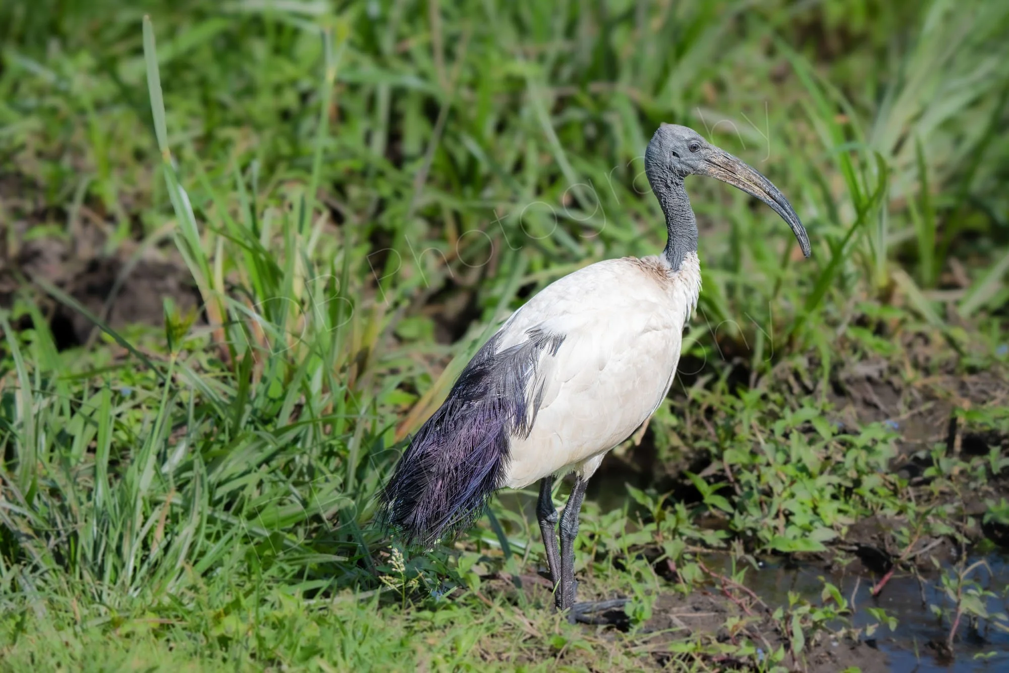 Sacred Ibis bird (Threskiornis aethiopicus), Amboseli, Kenya.