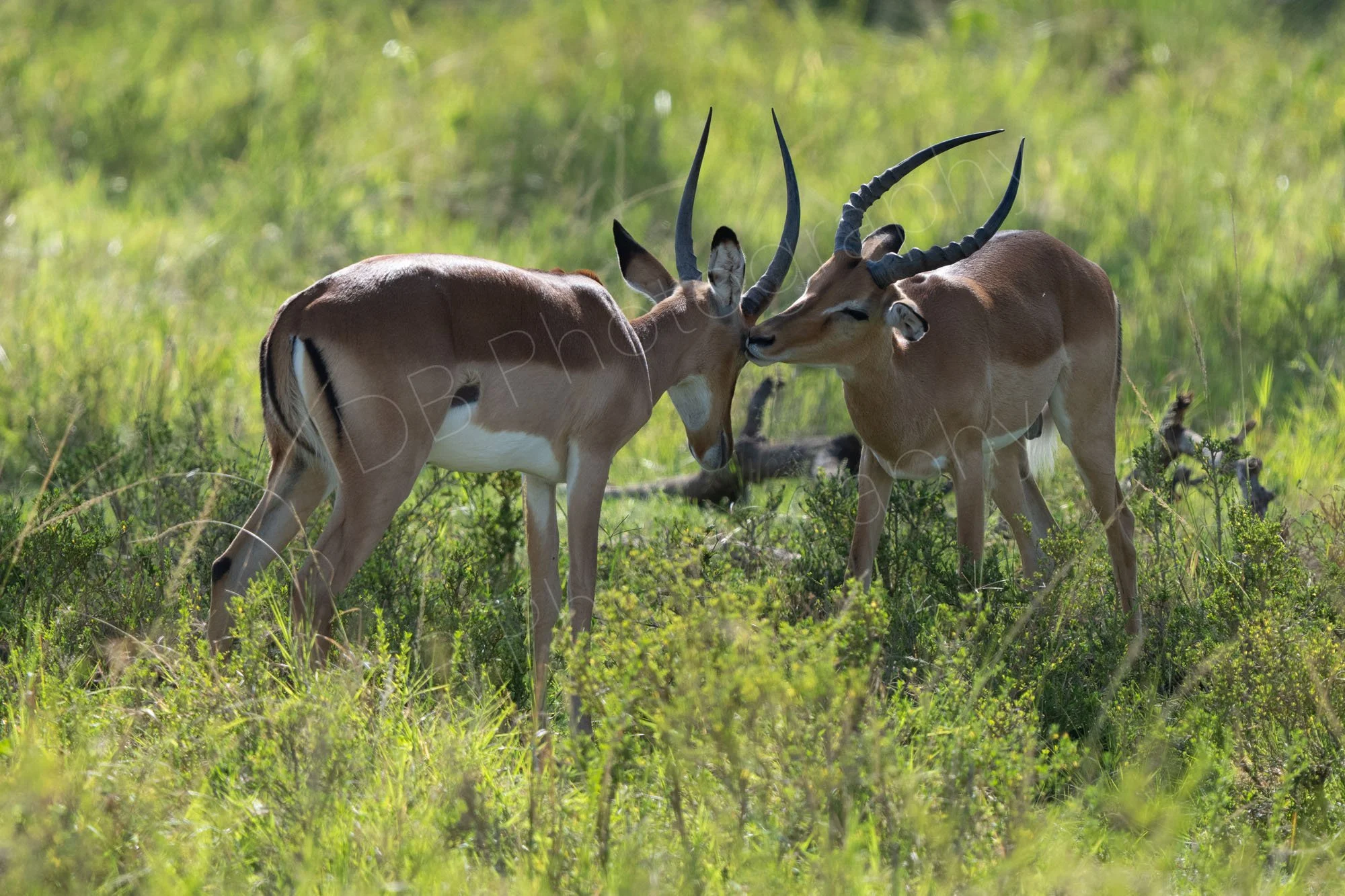 Two young male Impalas, one appearing to give the other a kiss. Masai Mara, Kenya. 
