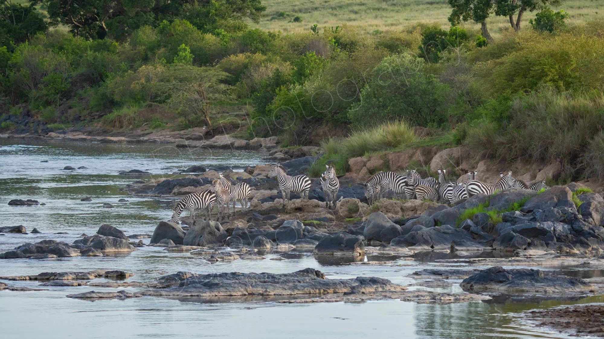 A forward party of Zebra on rocks at the edge  of the Mara River, Kenya, contemplating crossing.