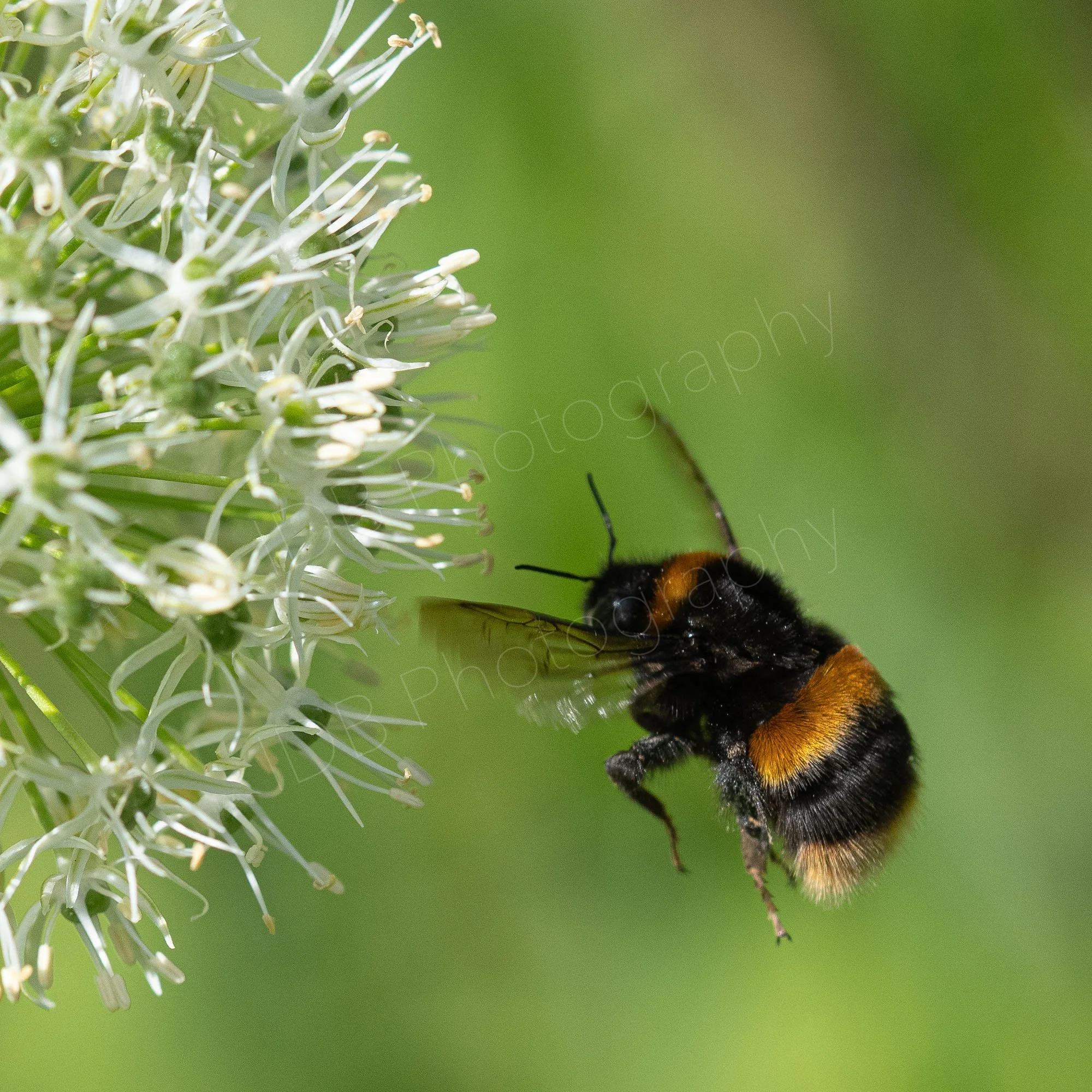 Buff-tailed bumblebee (Bombus terrestris) wings outstretched forwards, approaching a white Alium flowerhead, nice green bokeh background; Gloucestershire UK.