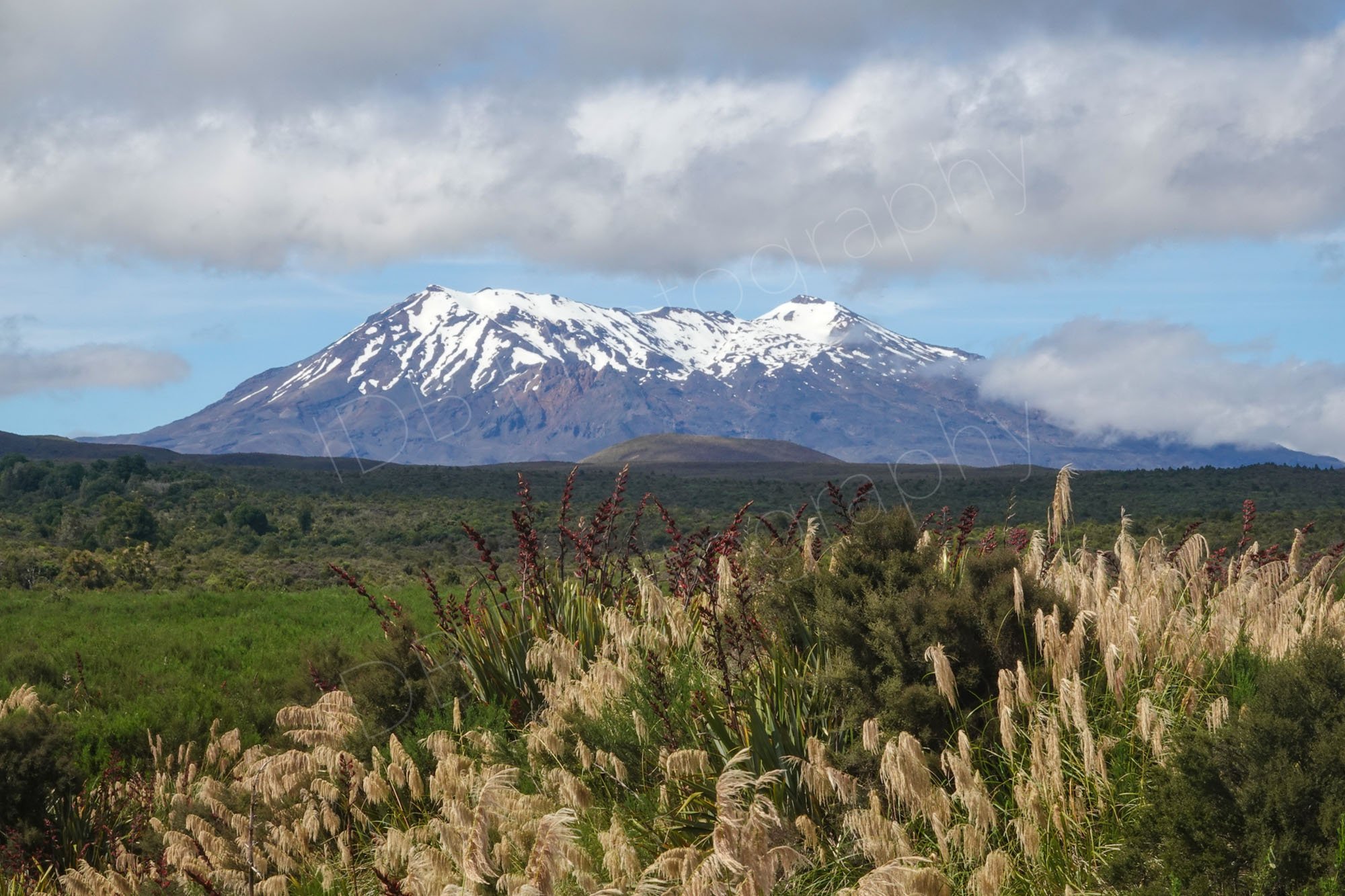 A view of snow capped Mount Ruapehu, Tongariro, with Toetoe grass and New Zealand flax (Phormium Tenax) in the foreground.