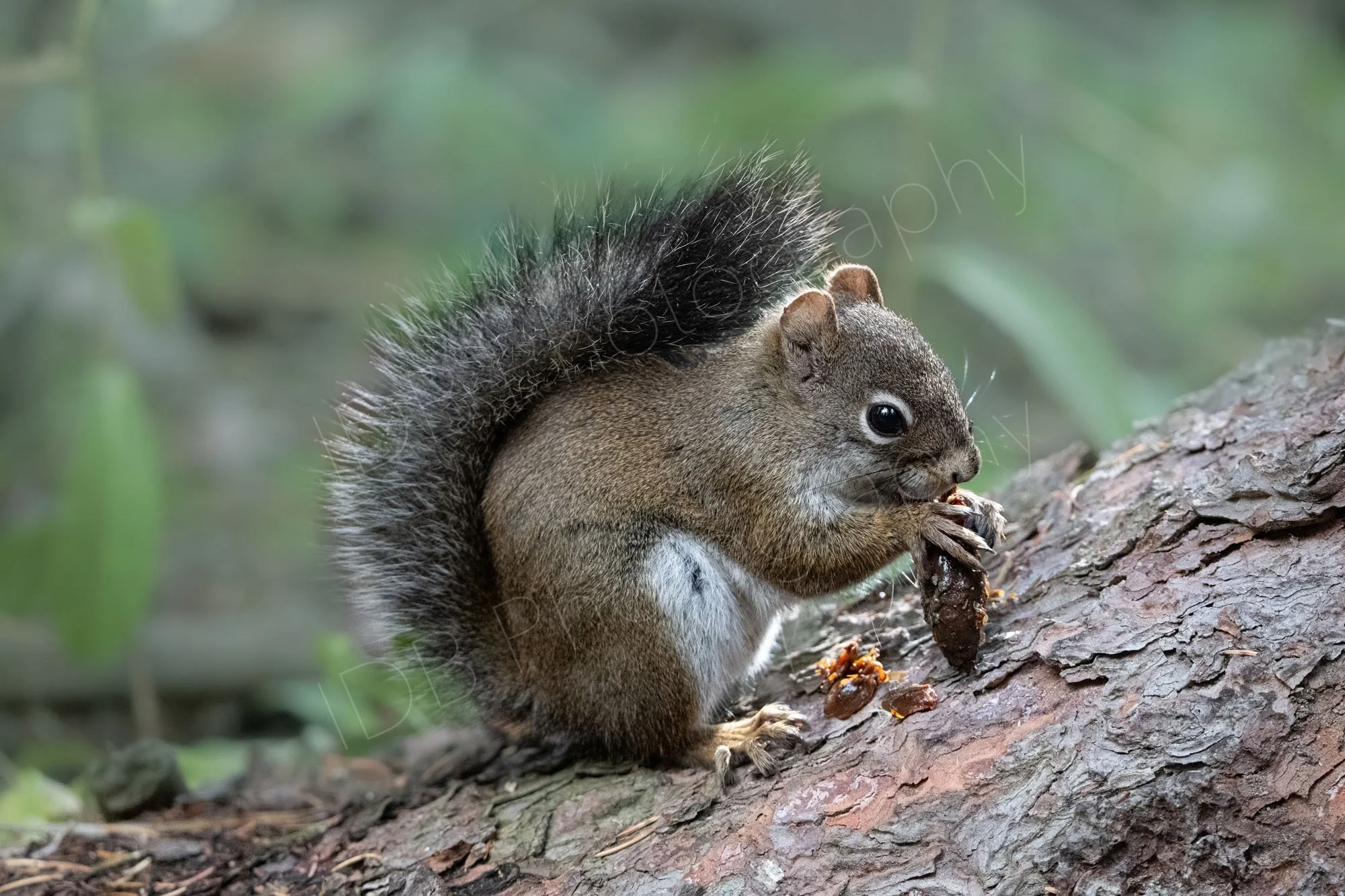 Pine squirrel/American red squirrel on a tree branch feeding on a pine cone, blurry green background. Colorado, USA.