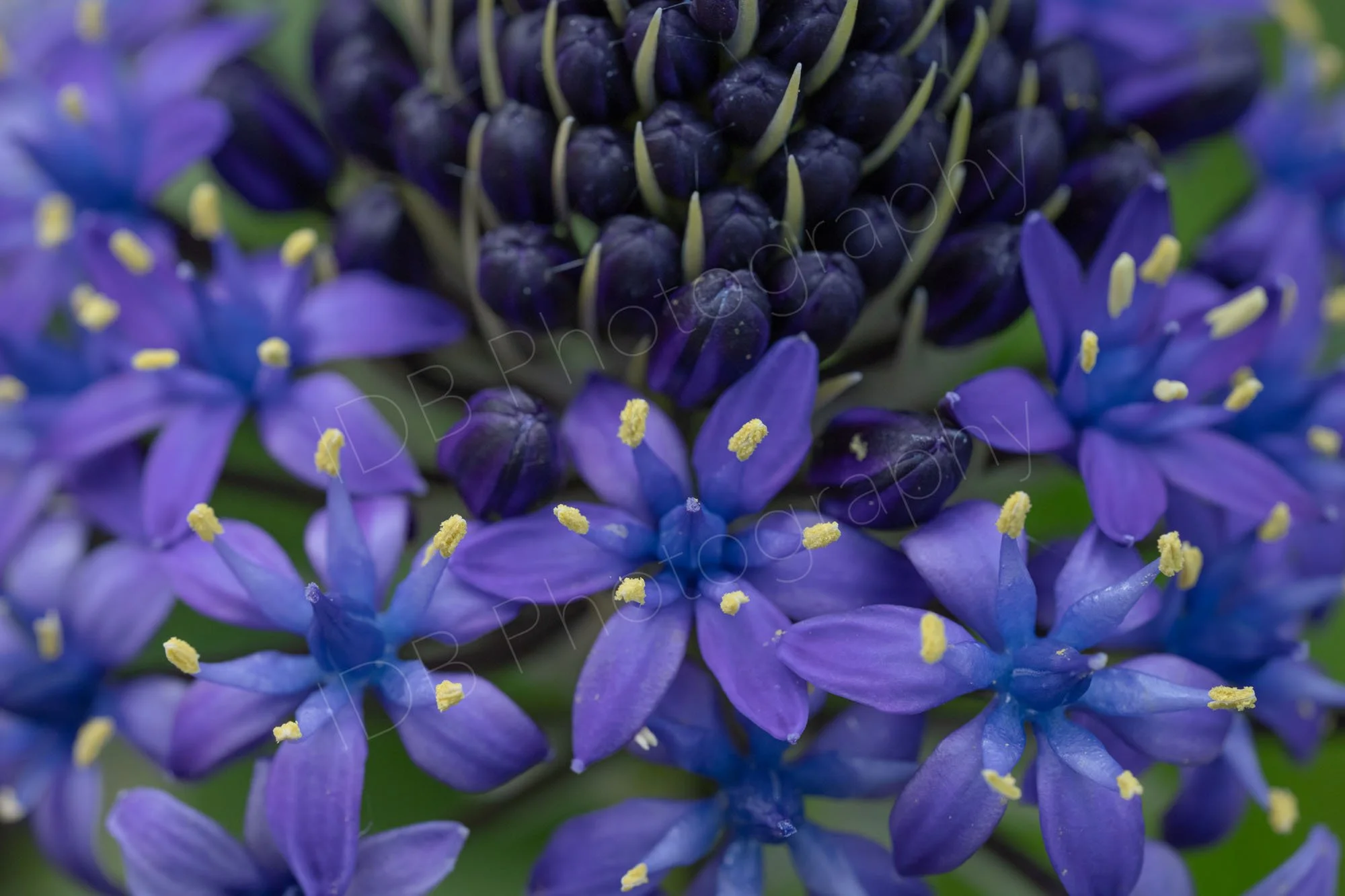 Close up of part of the flower of Scilla peruviana. Kent, UK.