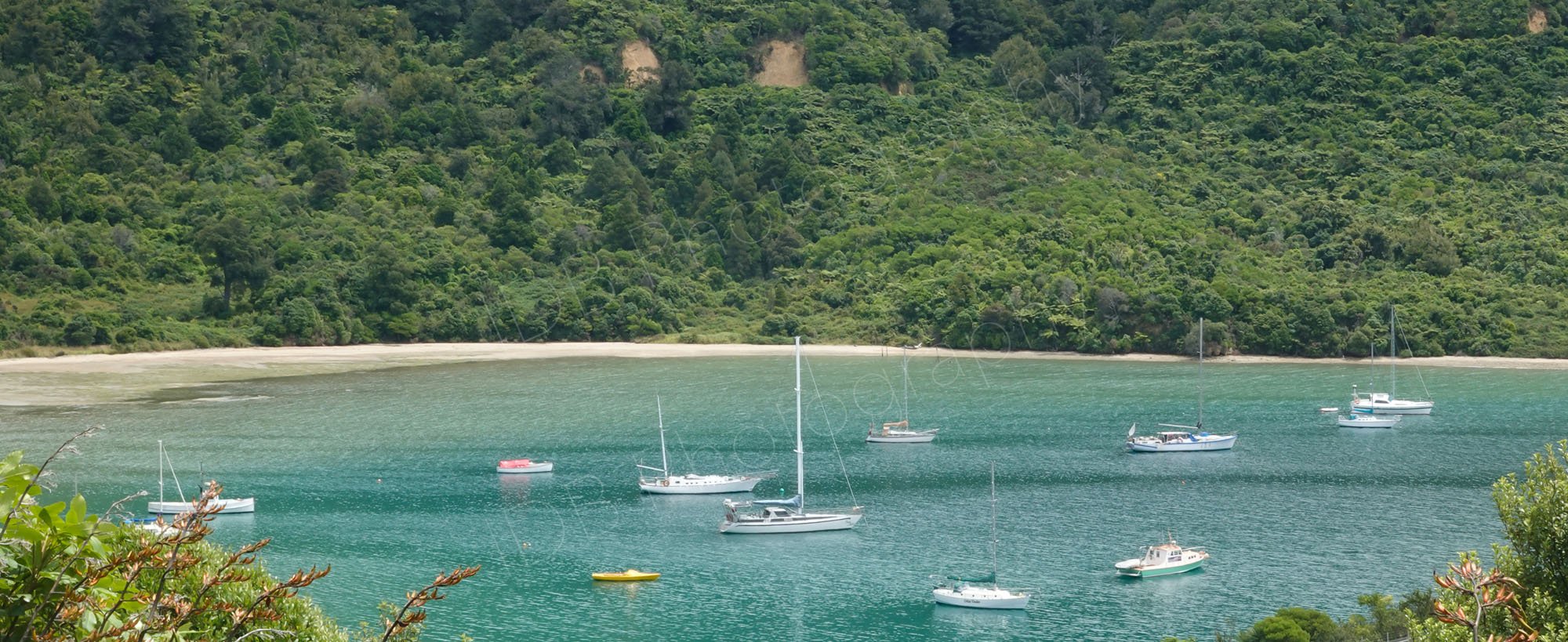A sheltered bay at Marlborough Sounds, New Zealand, with a group of yachts and a background hill covered in trees.