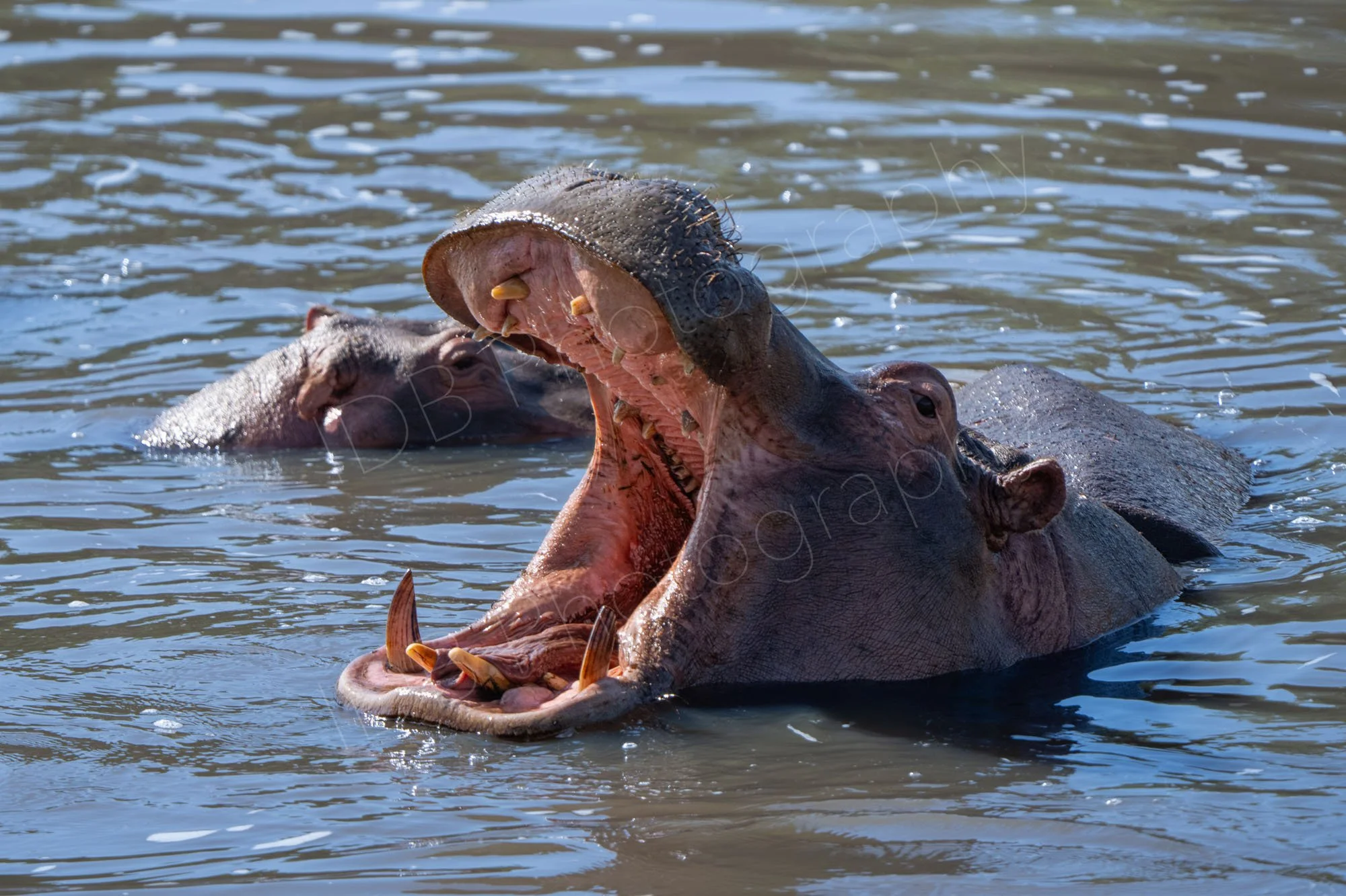 Large Hippo with mouth wide open, in the Mara River, Kenya. Another Hippo can be seen behind.