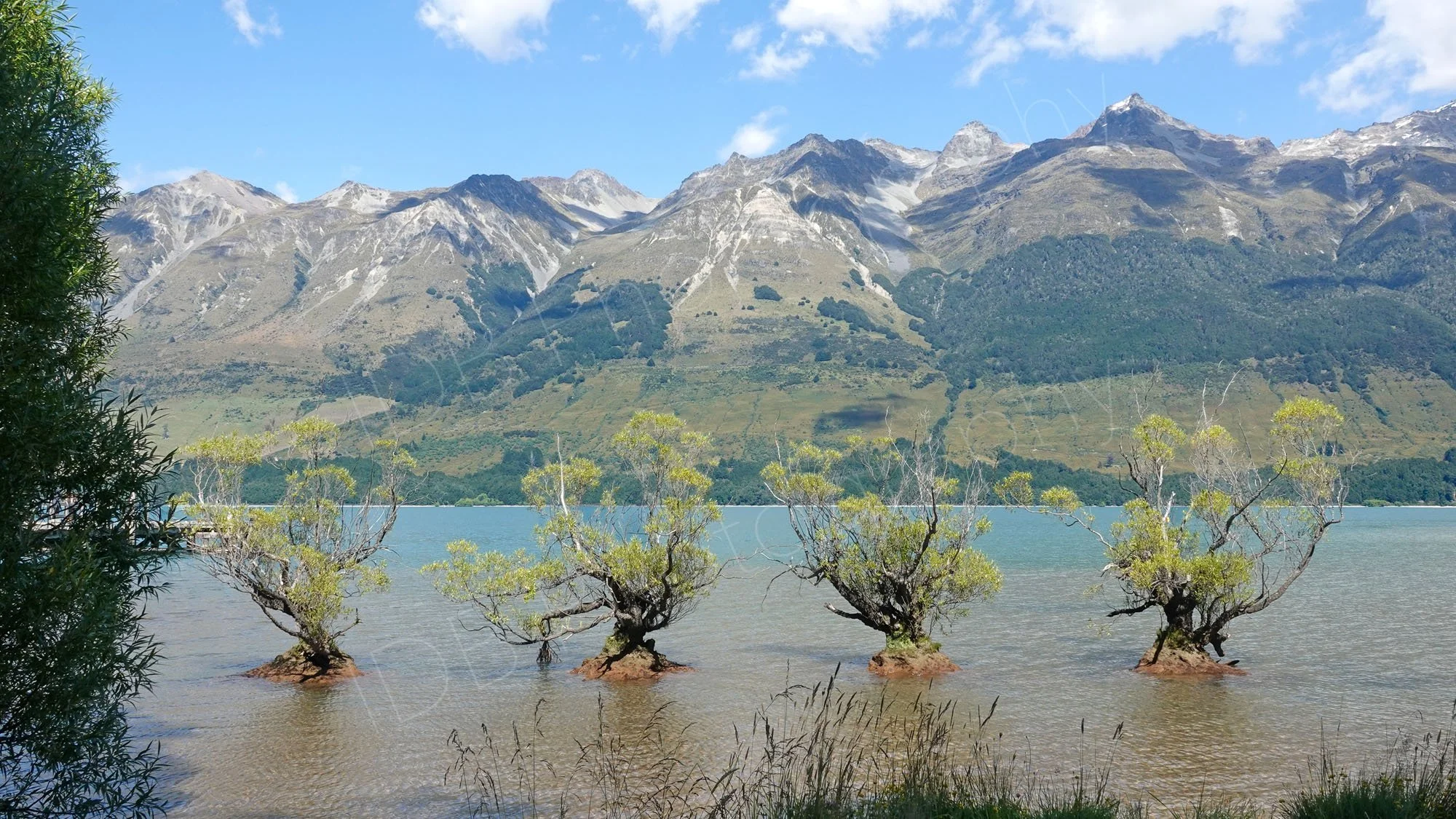 Four trees growing out of the Lake Wakatipu at Glenorchy, Otago, NZ with mountains in the background.