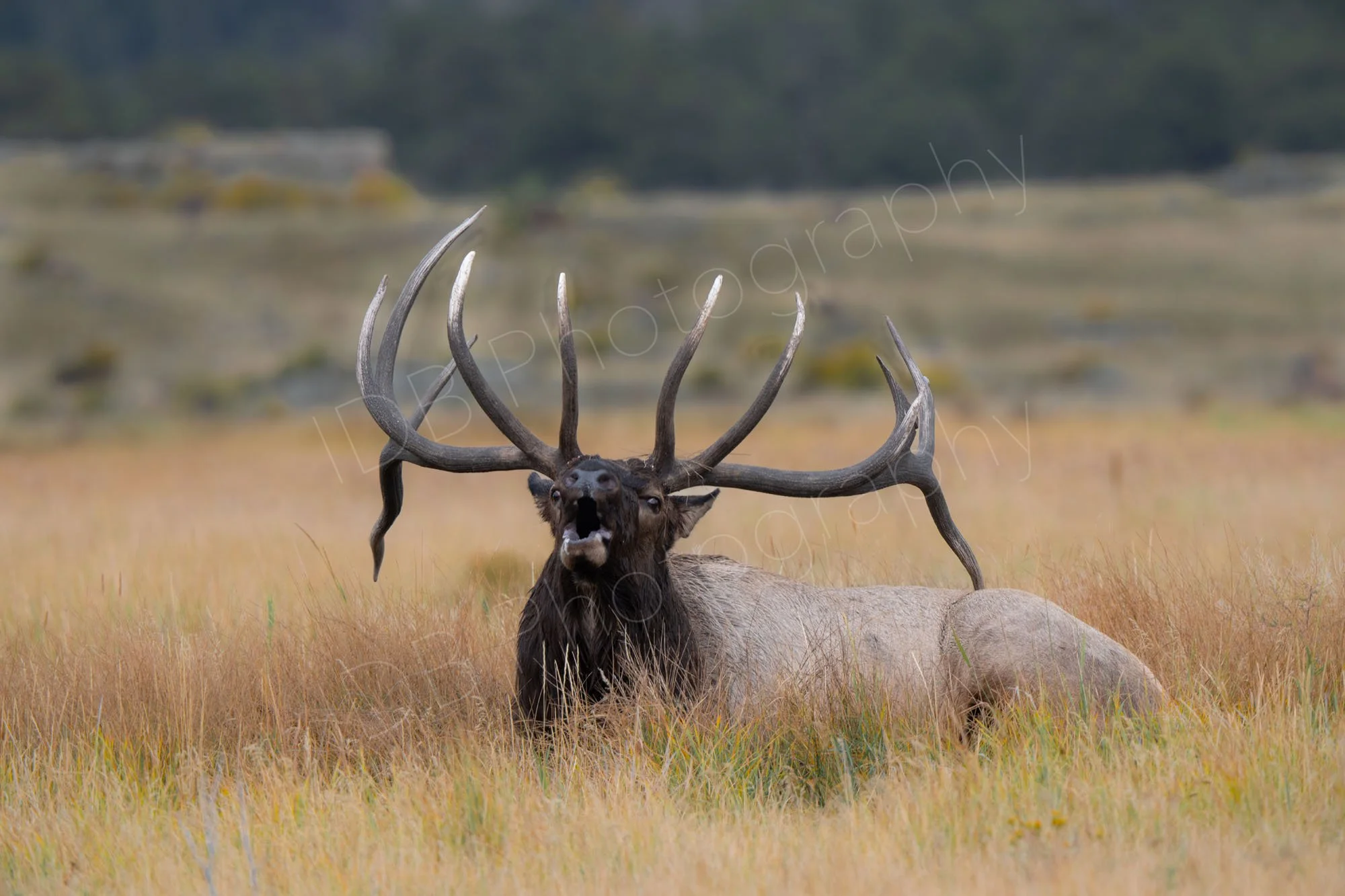 Frontal view of "Split five" a dominant bull elk with impressive antlers laying down in the golden meadow and bellowing aloud during rutting season. Rocky Mountain National Park, Colorado, USA.