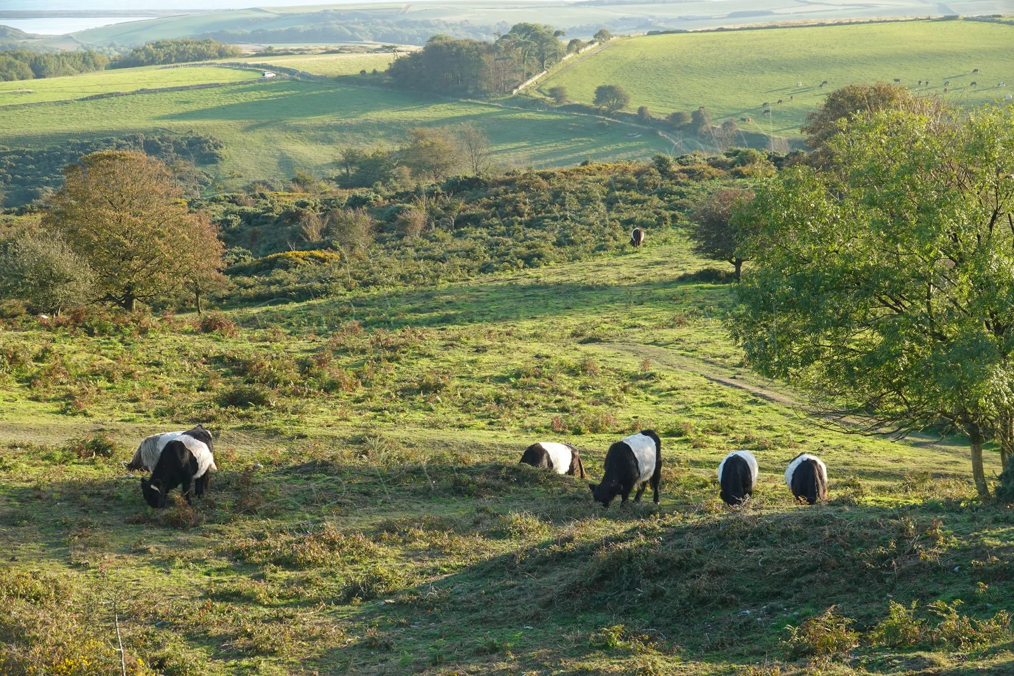 A view from the Purbeck Heaths National Nature Reserve, Dorset towards the coast, Belted Galloway cattle graze the heathland.