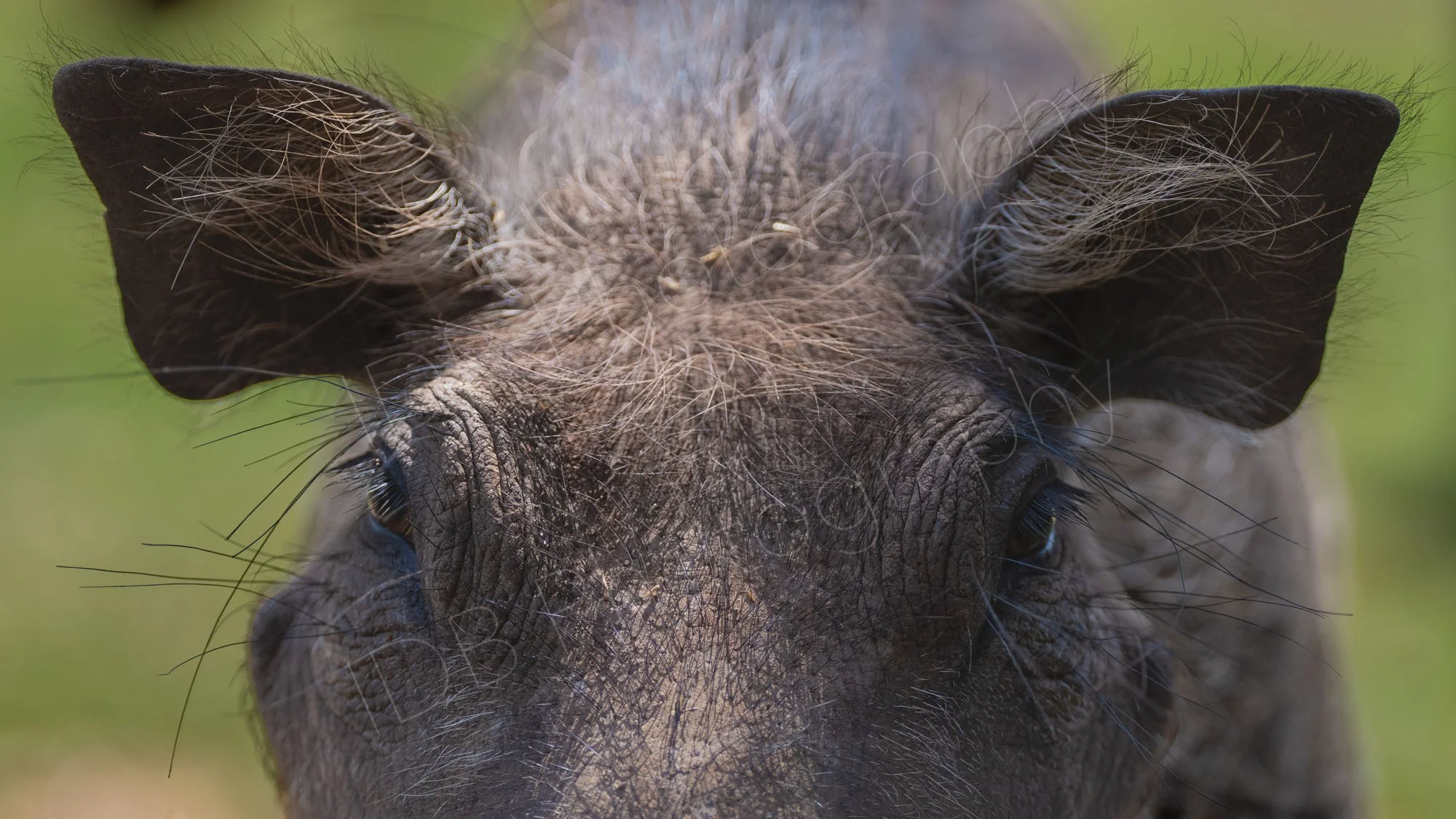 Close up of eyes and ears of Warthog, Pumbaa, green grass background, Nairobi, Kenya.