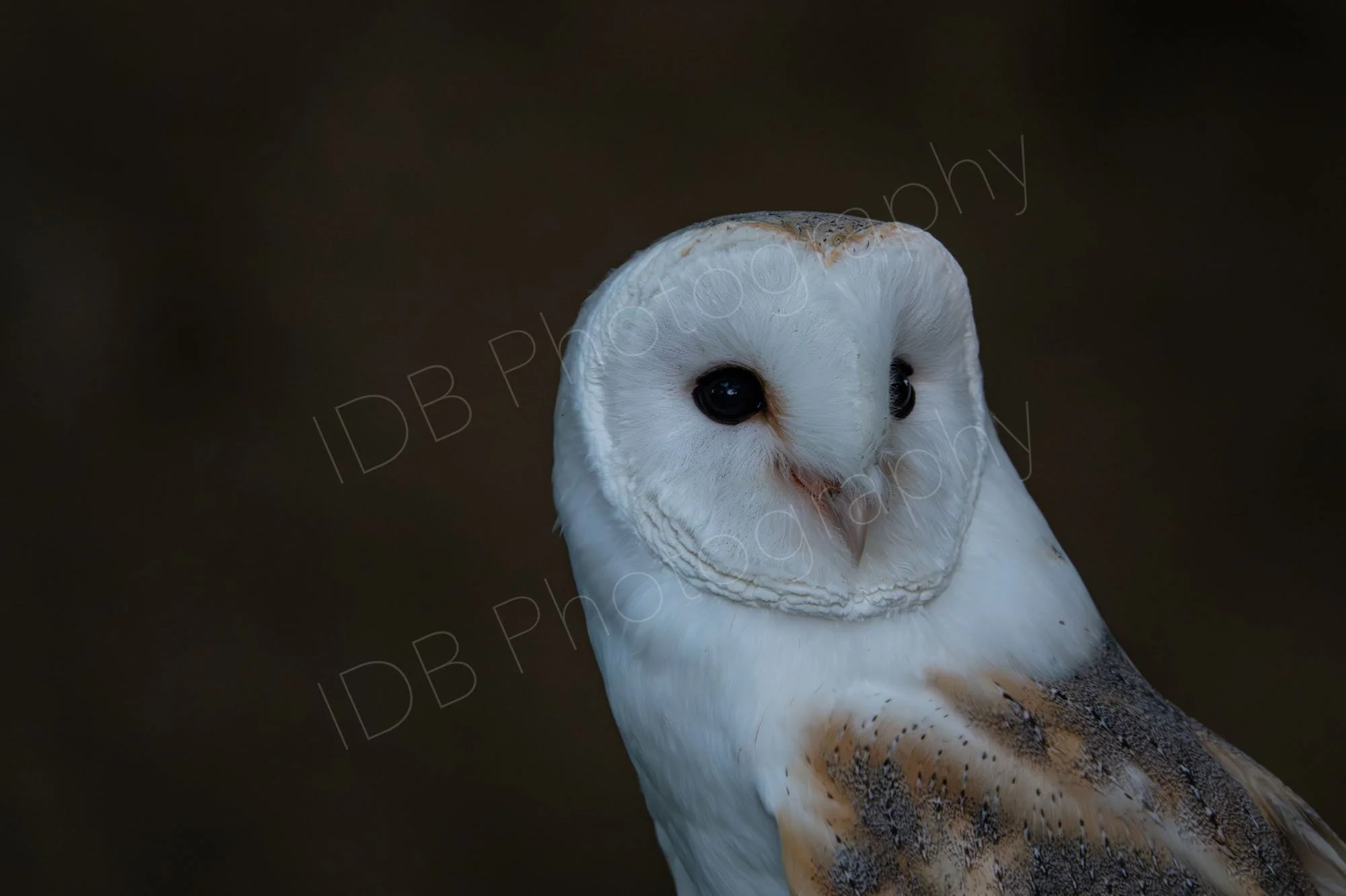 Close up of Barn owl  on a very dark background in East Sussex, UK.