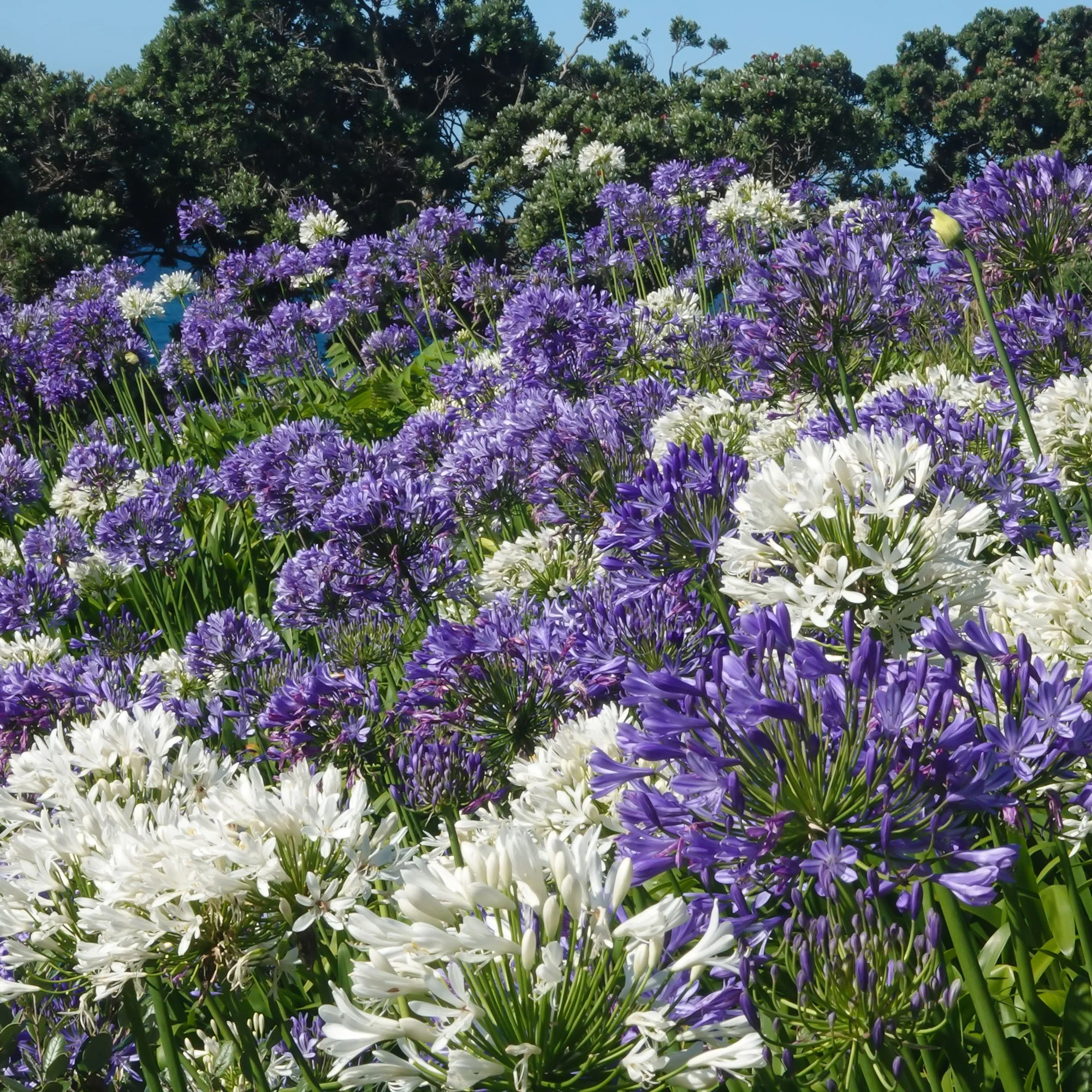 A beautiful large bank of blue and white Agapanthus, Coromandel peninsula, New Zealand.