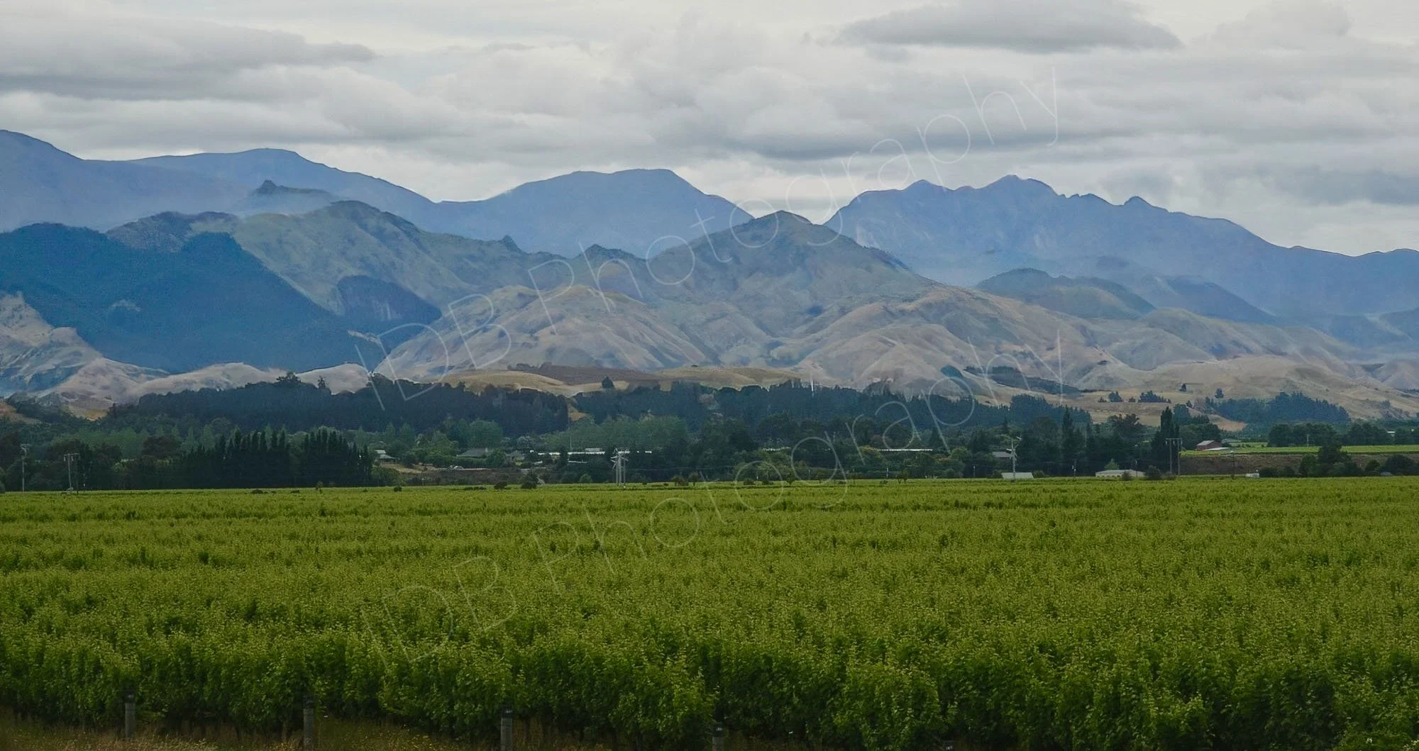 A Marlborough, New Zealand vineyard, oblique view of lines of vines with interesting mountains in the background. 