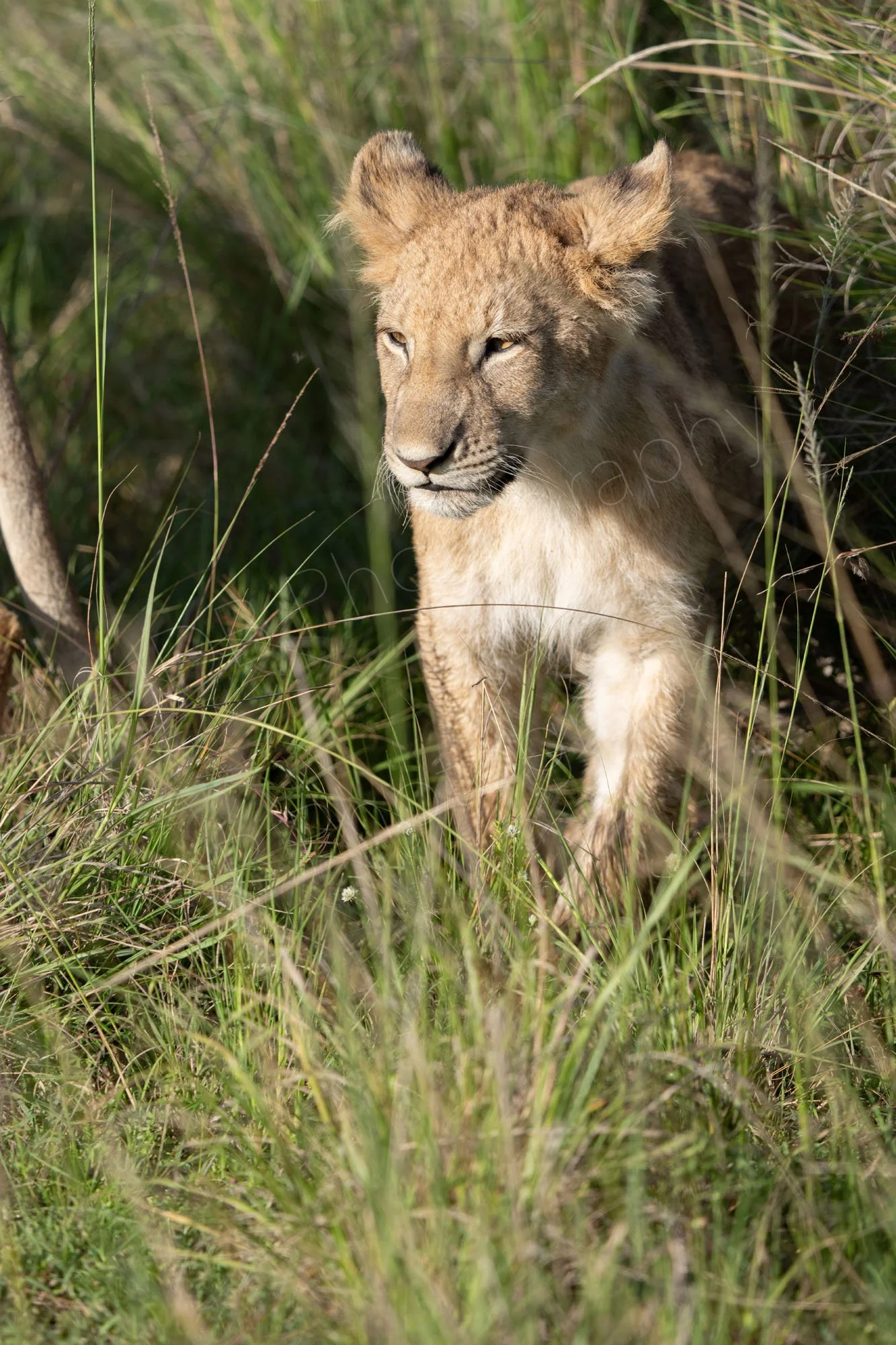 Lion cub emerging from longer grass at masai Mara, Kenya.