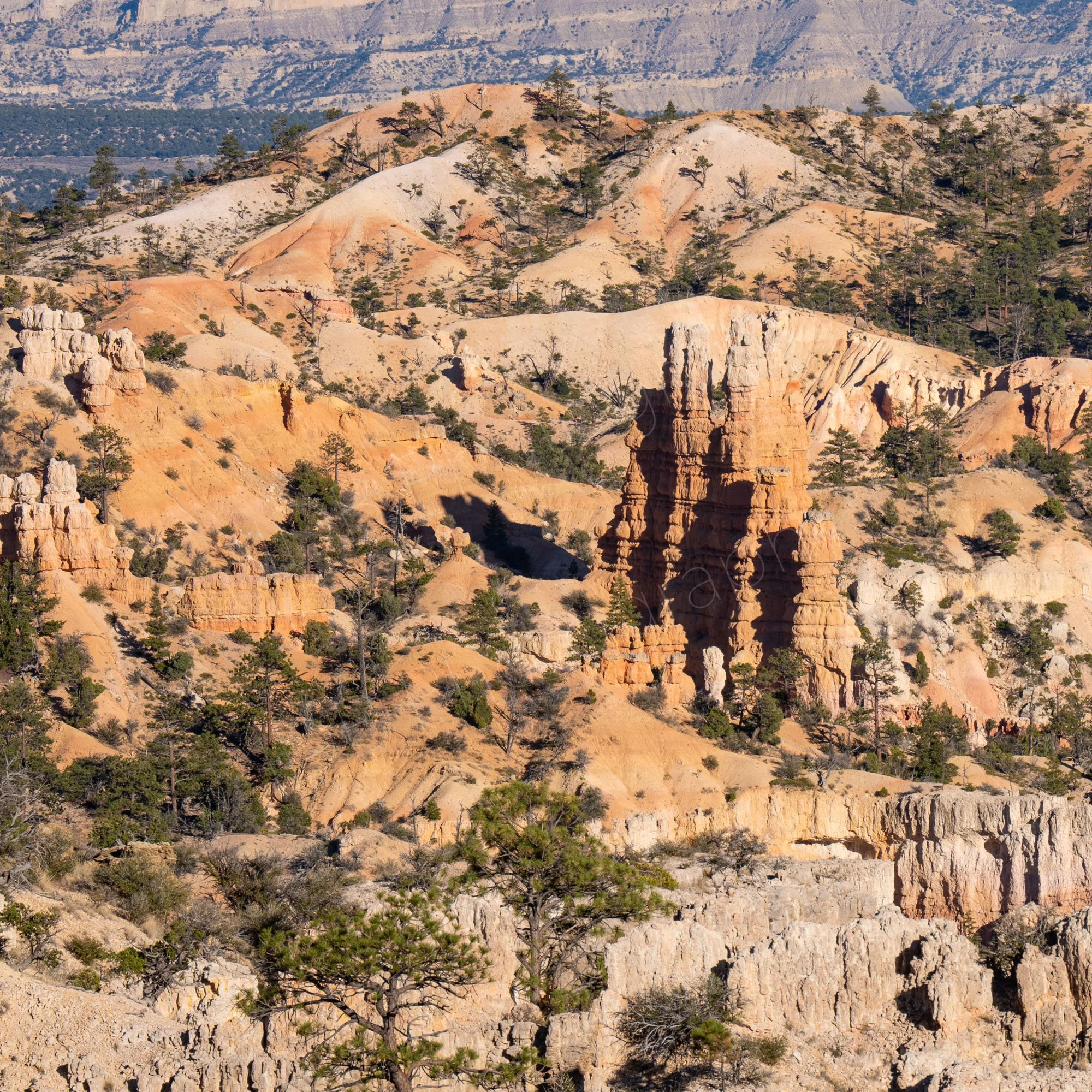 A "fairytale castle" orange and buff hoodoo group at Bryce Canyon with surrounding irregular rocks and pines with stone "dunes" behind.