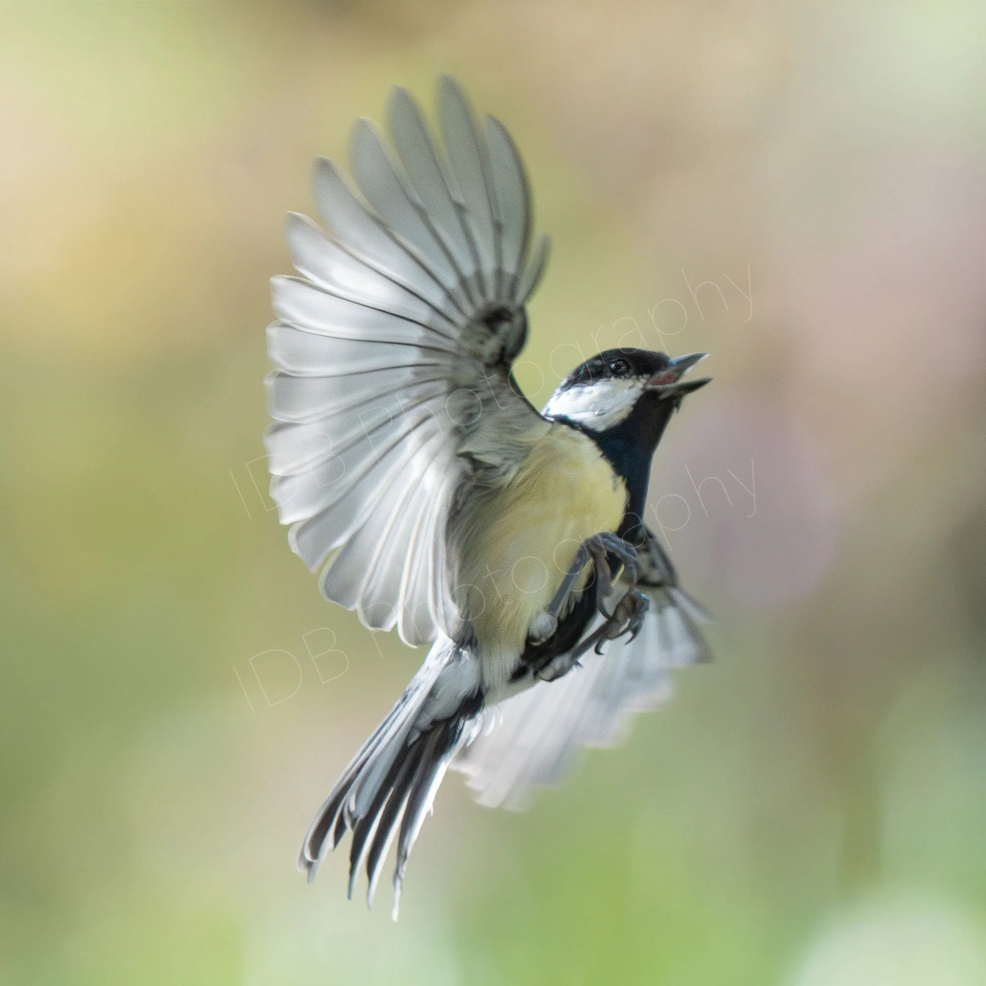 A Great Tit in flight, wings extended, nice dreamy bokeh background.