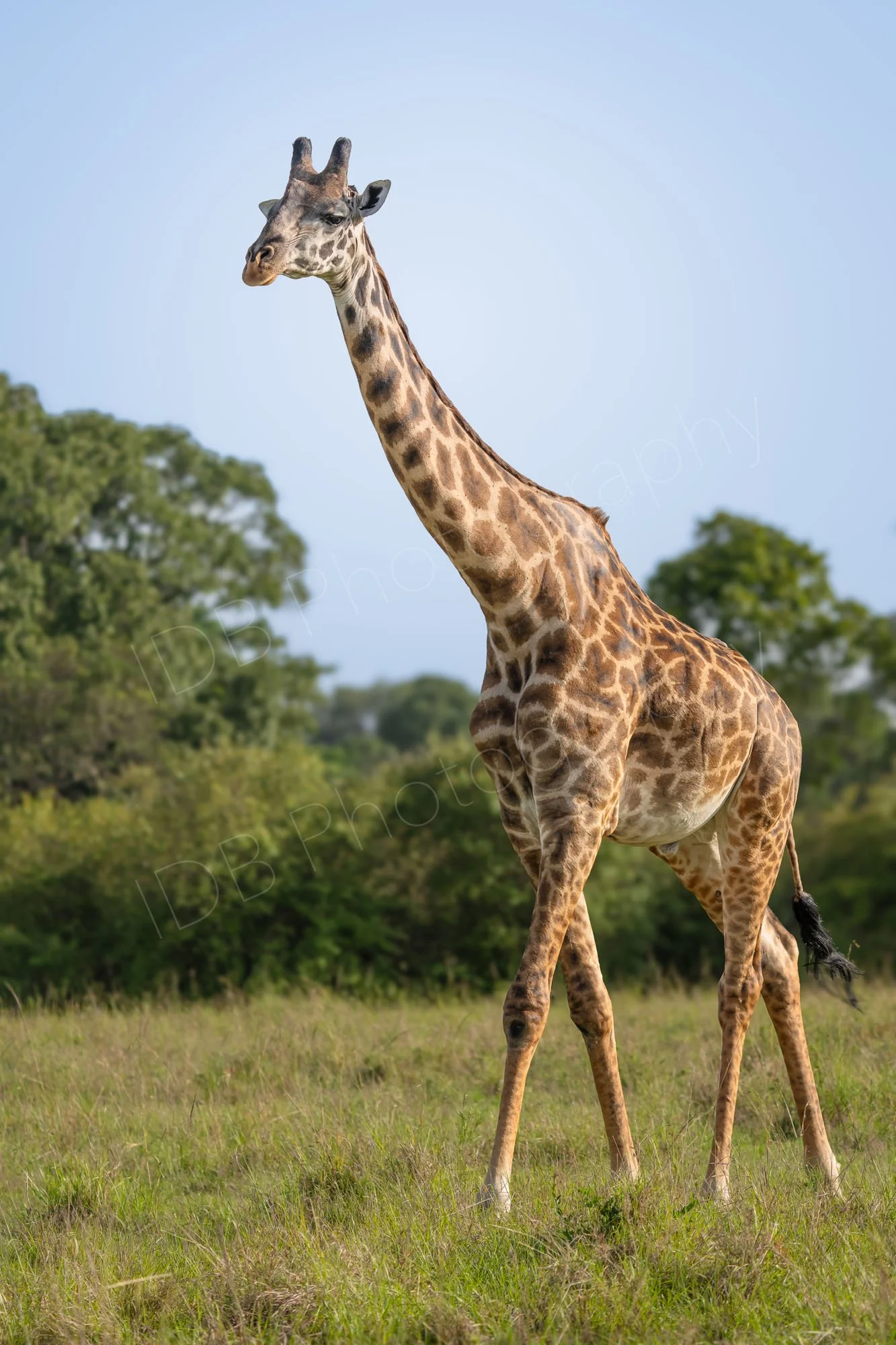Masai giraffe walking through the Masai Mara, Kenya, light blue sky behind.