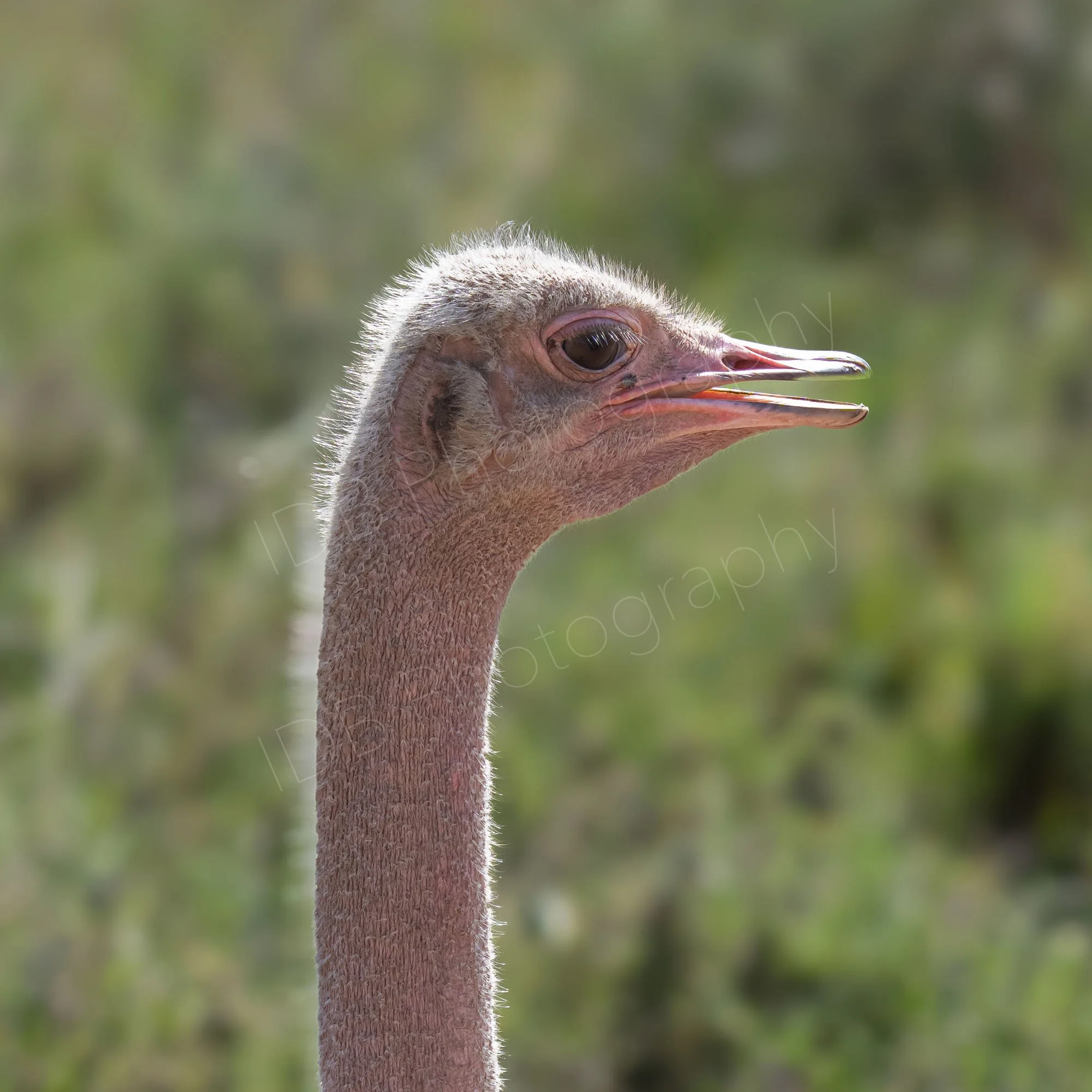 Close up of Ostrich head and neck i profile with blurry shrub backgound, at Nairobi, Kenya.