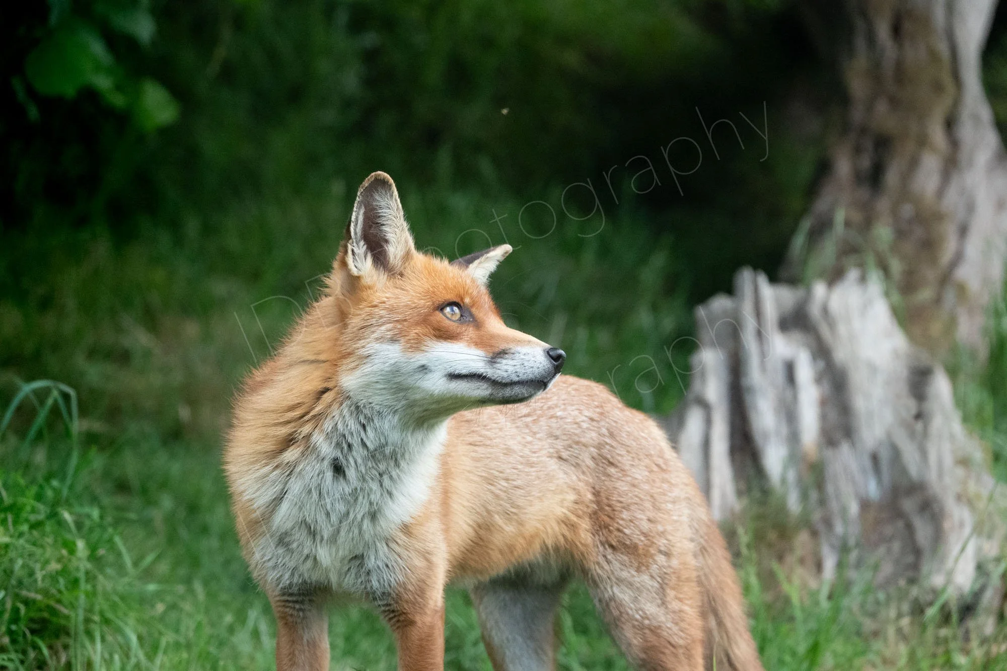Red Fox, head turned sideways, old tree trunk and grass in background in East Sussex, UK.