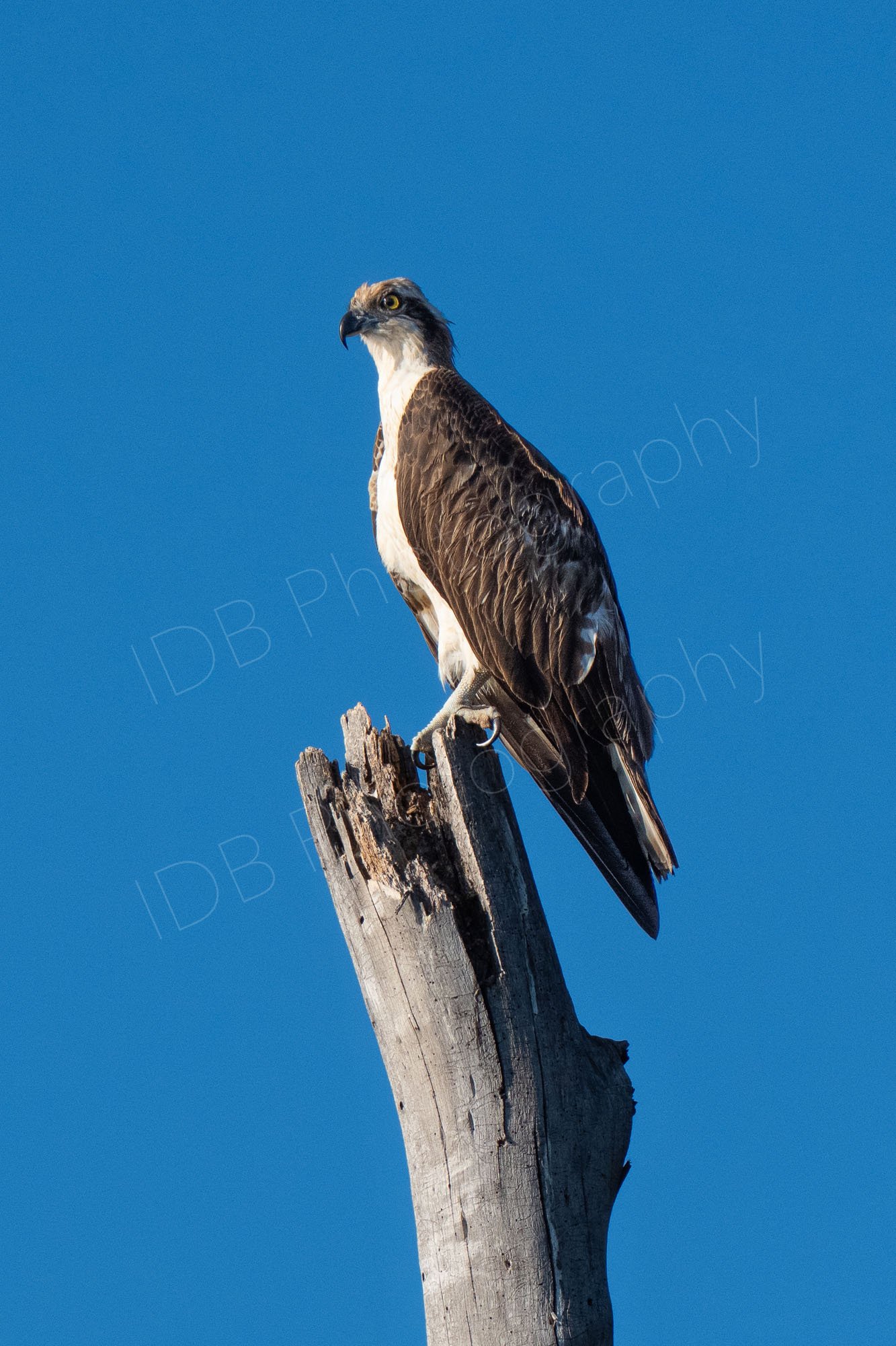 Osprey (Pandion Haliaetus) sitting on a dead tree trunk with blue sky background at Lake Nakuru, Kenya