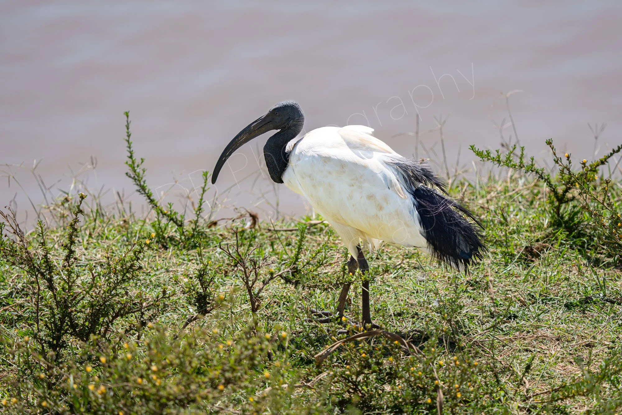 Sacred Ibis (Threskiornis aethiopicus) on scrubland near waters edge, Nairobi, Kenya.