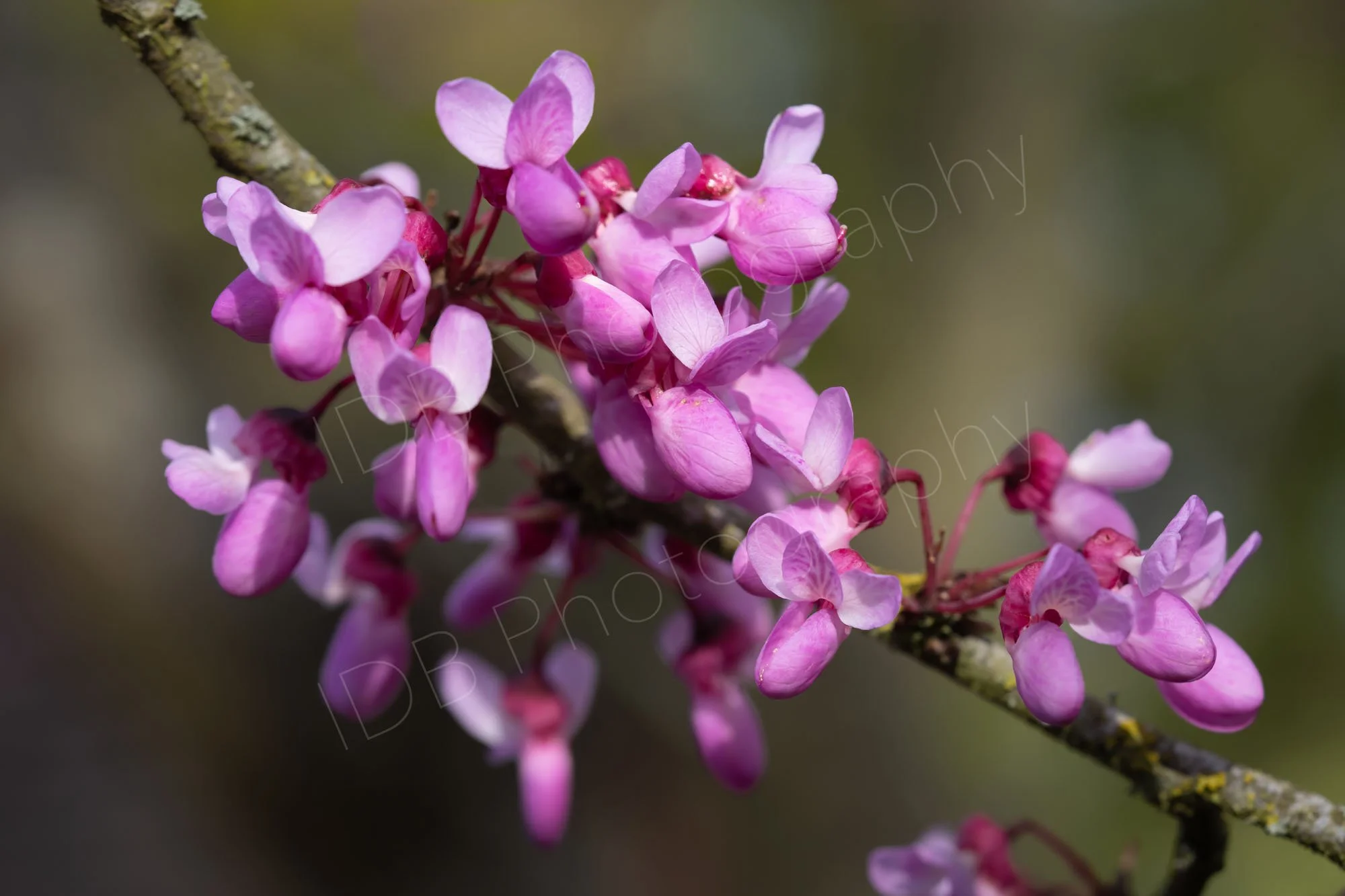 Group of flowers of a Judas Tree (Cercis siliquastrum) with out of focus background. Gloucestershire, UK.