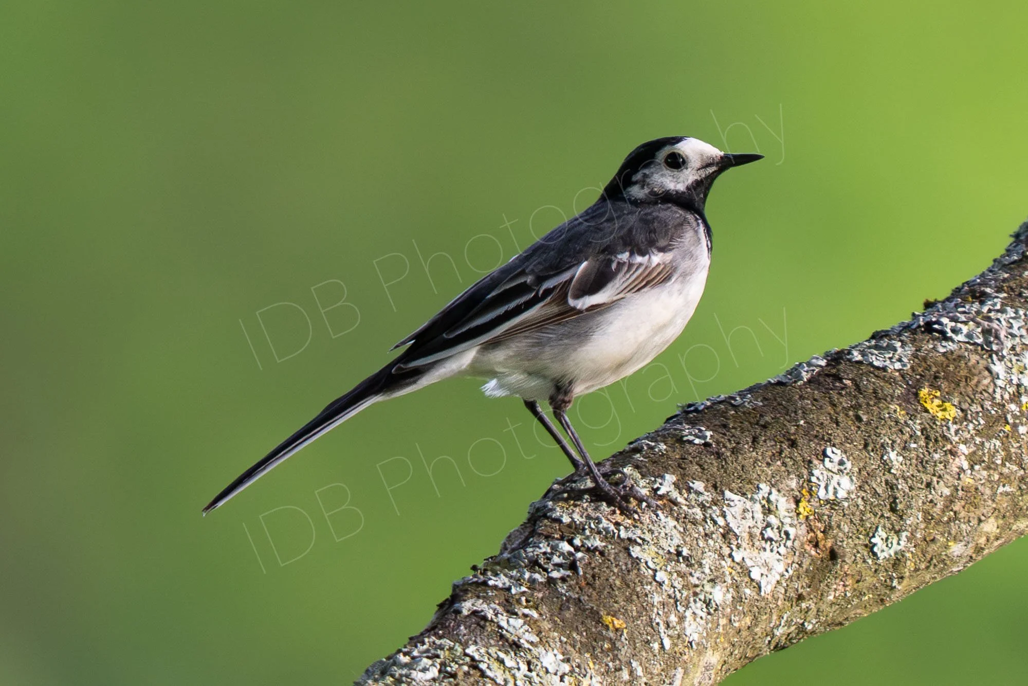 Pied Wagtail (Motacilla alba yarrellii) perched on a tree branch with nice green bokeh background; Gloucestershire, UK.