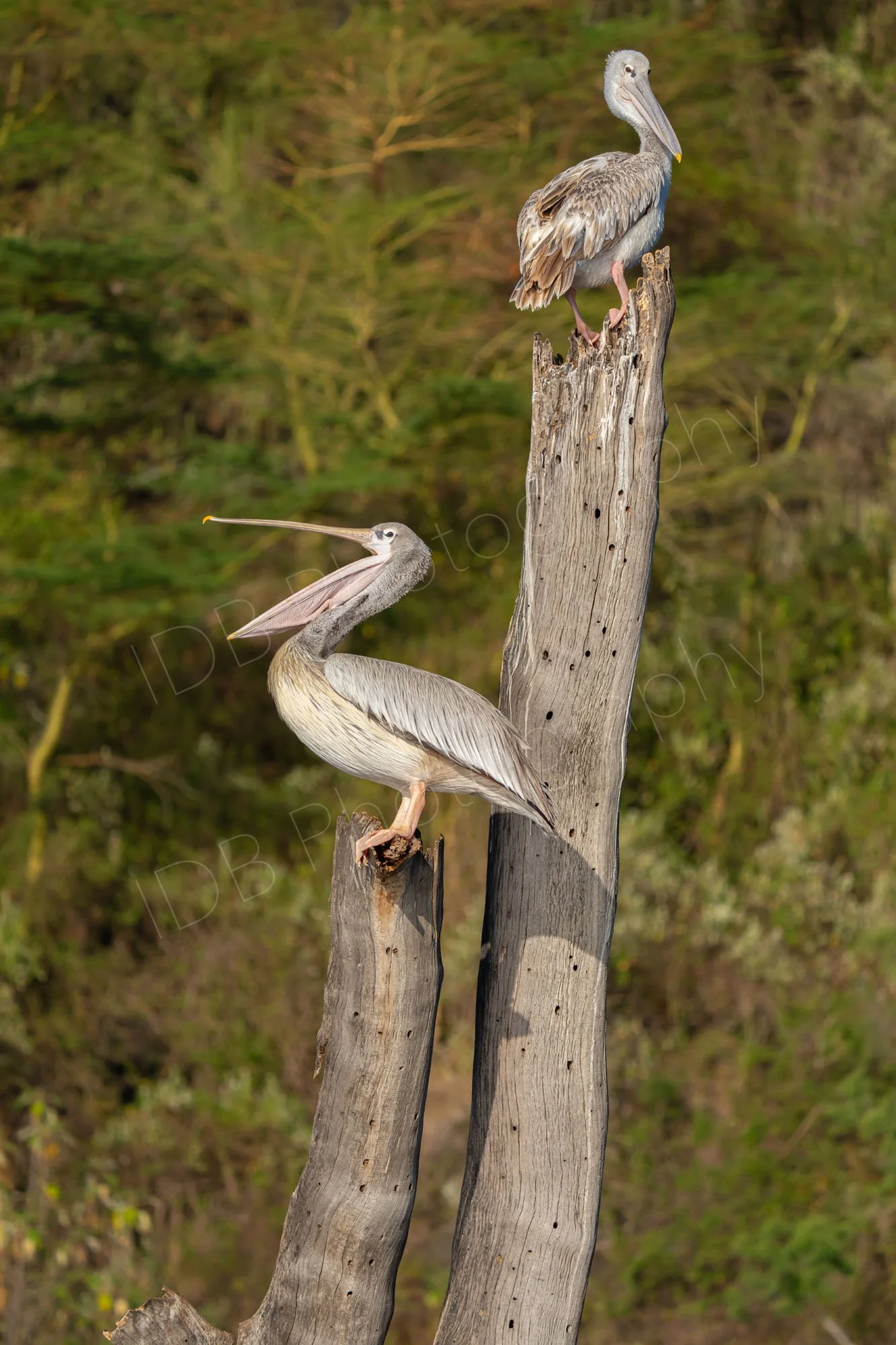 Two Pink-Backed Pelicans (Pelecanus rufescens) on top of tree stumps at Lake Nakuru, Kenya. One has beak wide open.