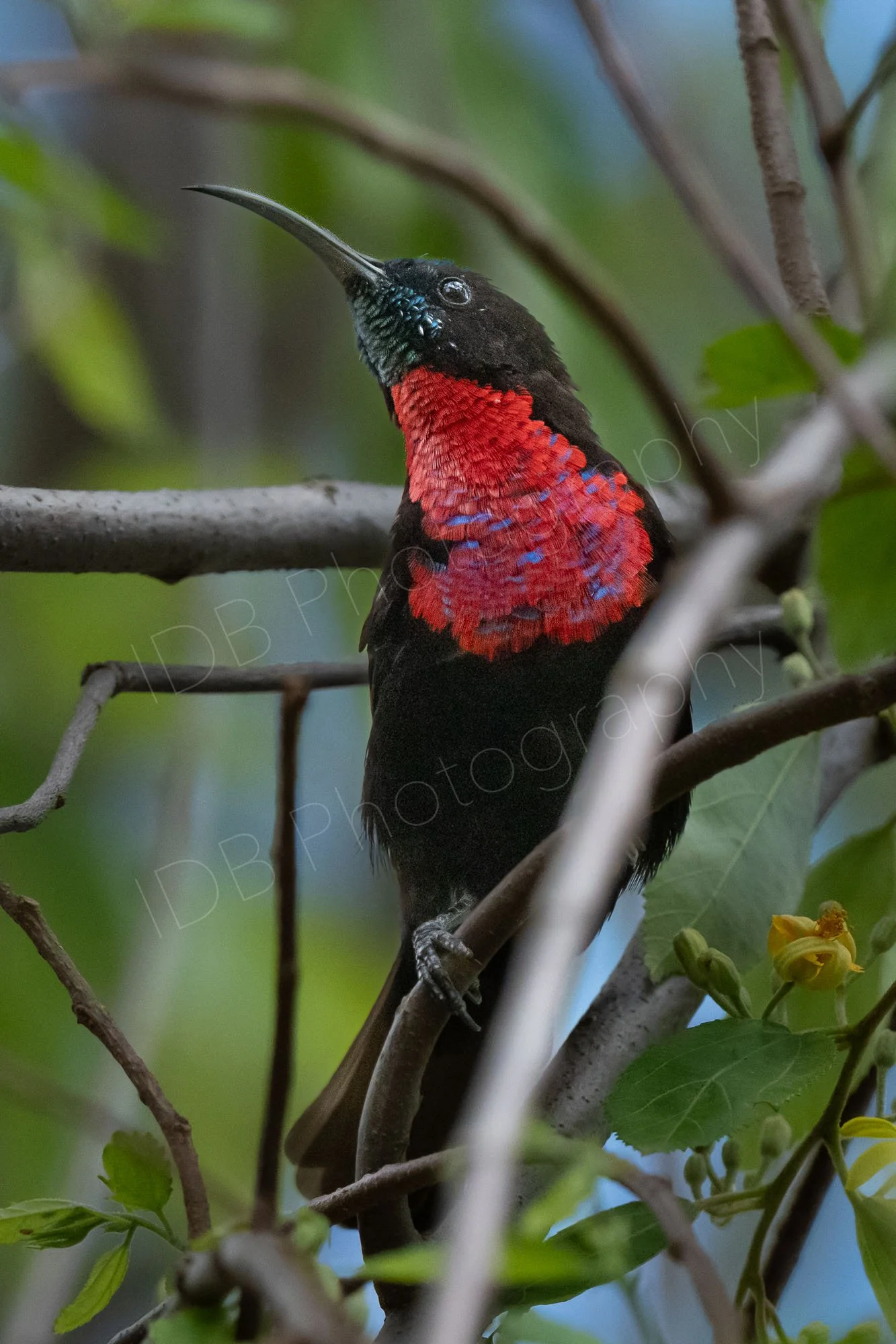 Scarlet-chested Sunbird (Chalcomitra senegalensis)  sitting on amongst branches of a shrub at Lake Nakuru, Kenya.