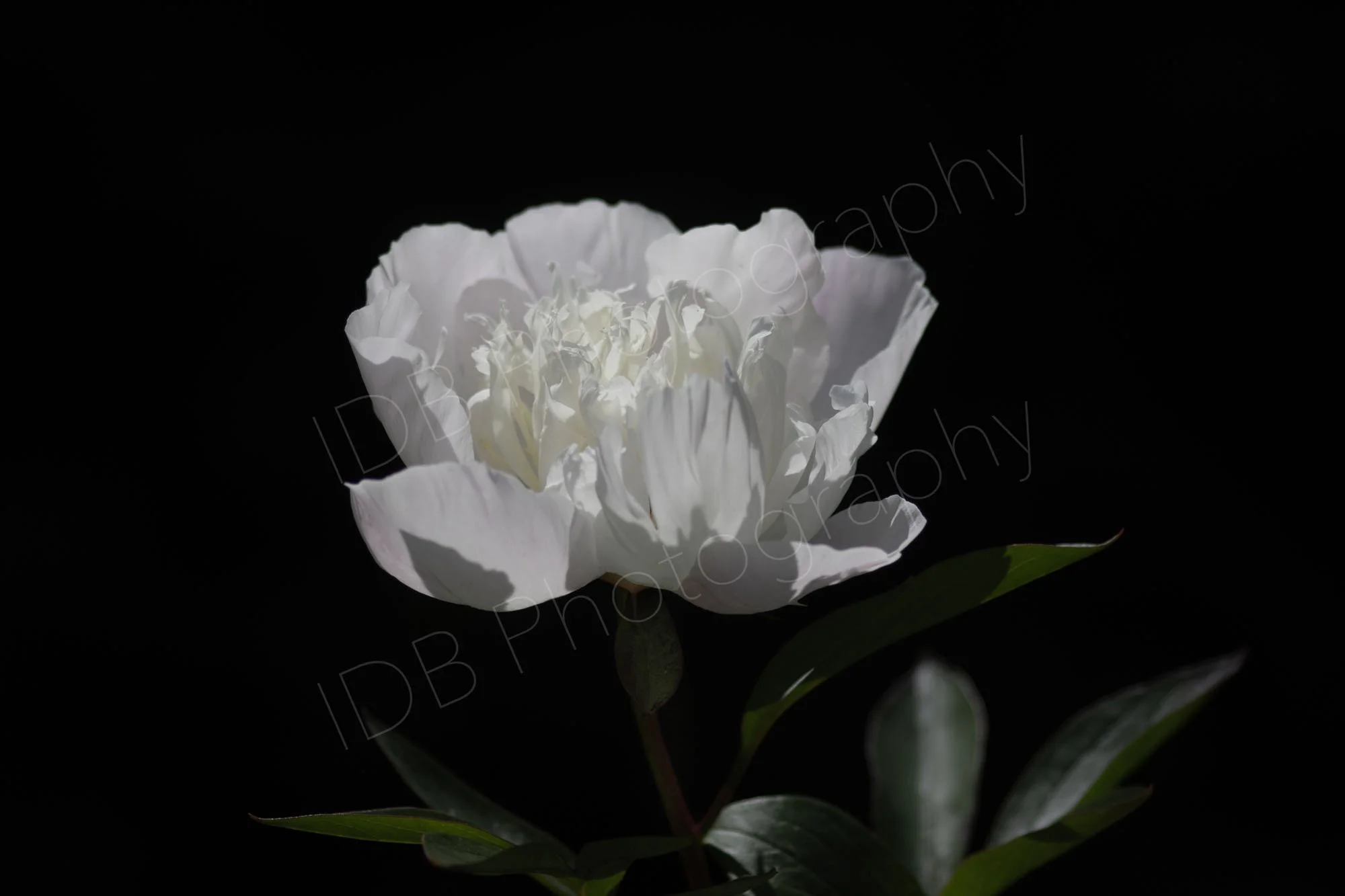 A white peony with a little light pink on outer petals, Paeonia lactiflora Immaculée, with green leaves on a black background. 2.
