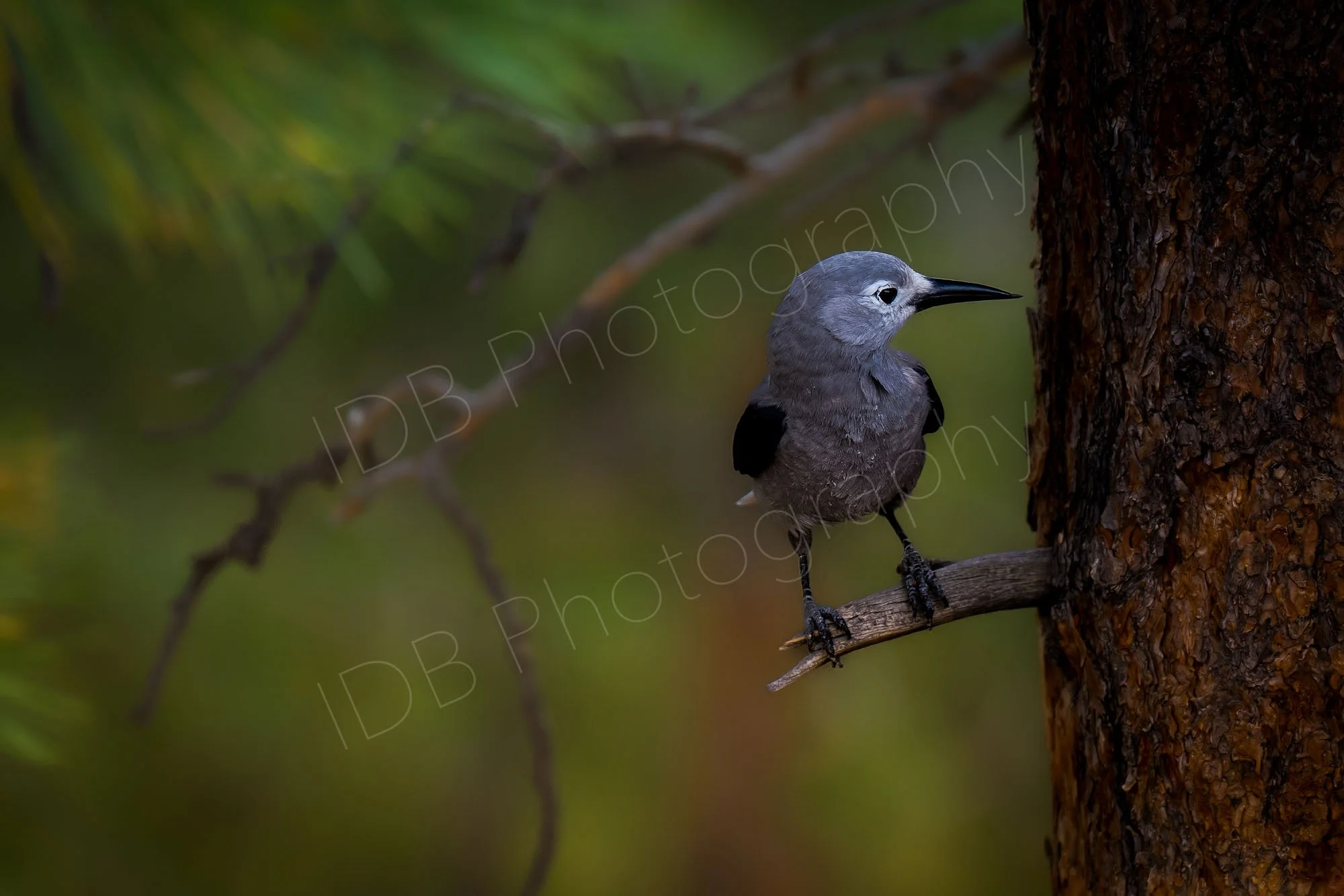 Clark's Nutcracker (Nucifraga columbiana) sitting on a short tree branch beside the trunk with a lovely bokeh behind. Estes Park, Colorado, USA.