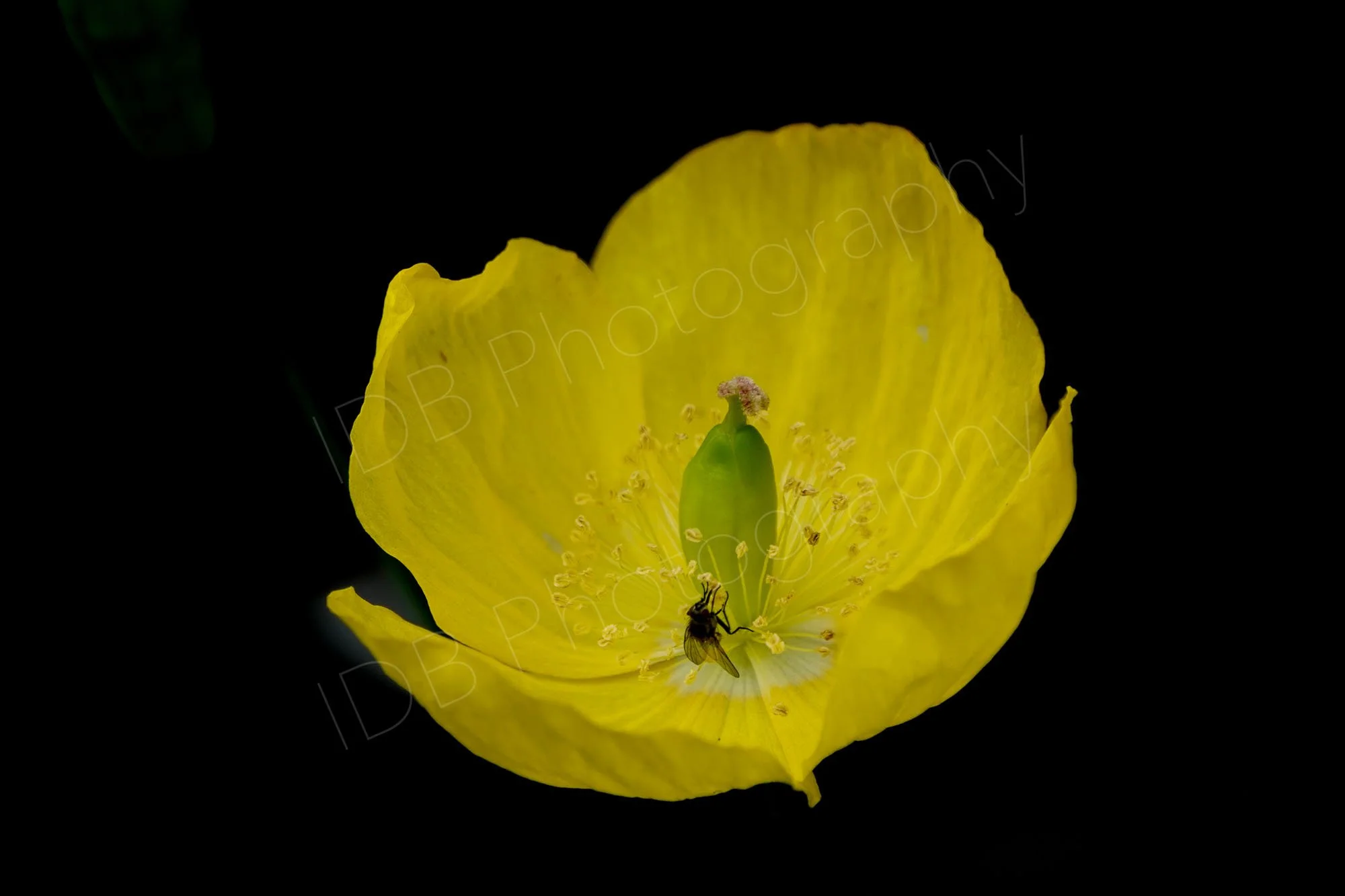 A flower head of a Welsh Poppy (Papaver cambricum with a visiting muscoid fly, on a black background.