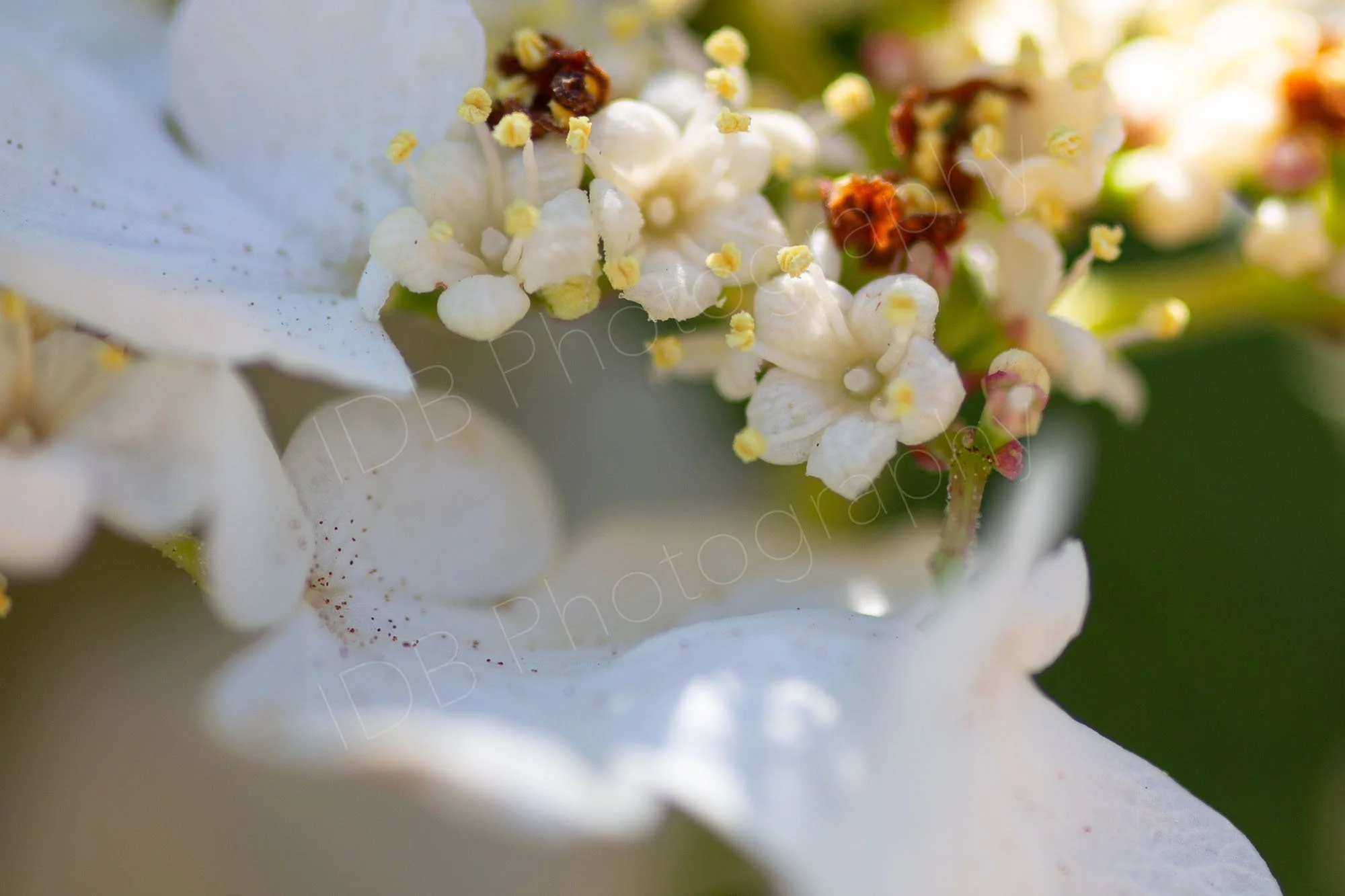 Close up of part of the flower head of Viburnum plicatum, with florets and scattered pollen. Kent, UK.