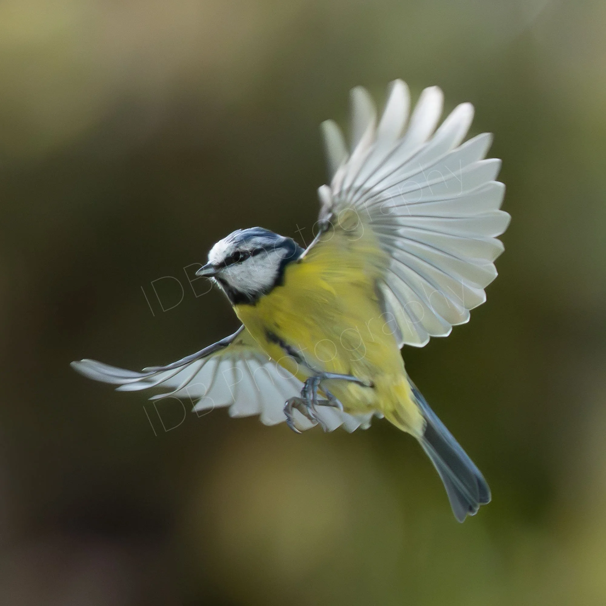 A Blue Tit in flight, wings extended, bokeh background.