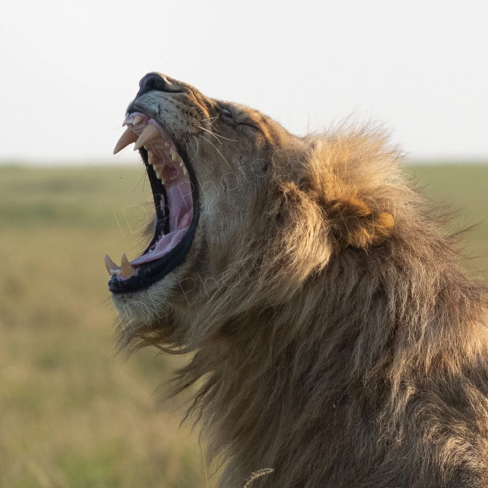 Close up of profile view of male lion with mouth wide open, mid yawn at Masai Mara, kenya.