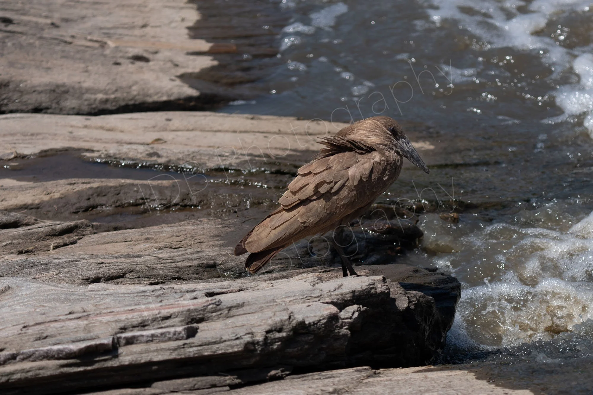 Hamercop bird (Scopus umbretta)  on the ground on rocks beside water in the Masai Mara, Kenya.