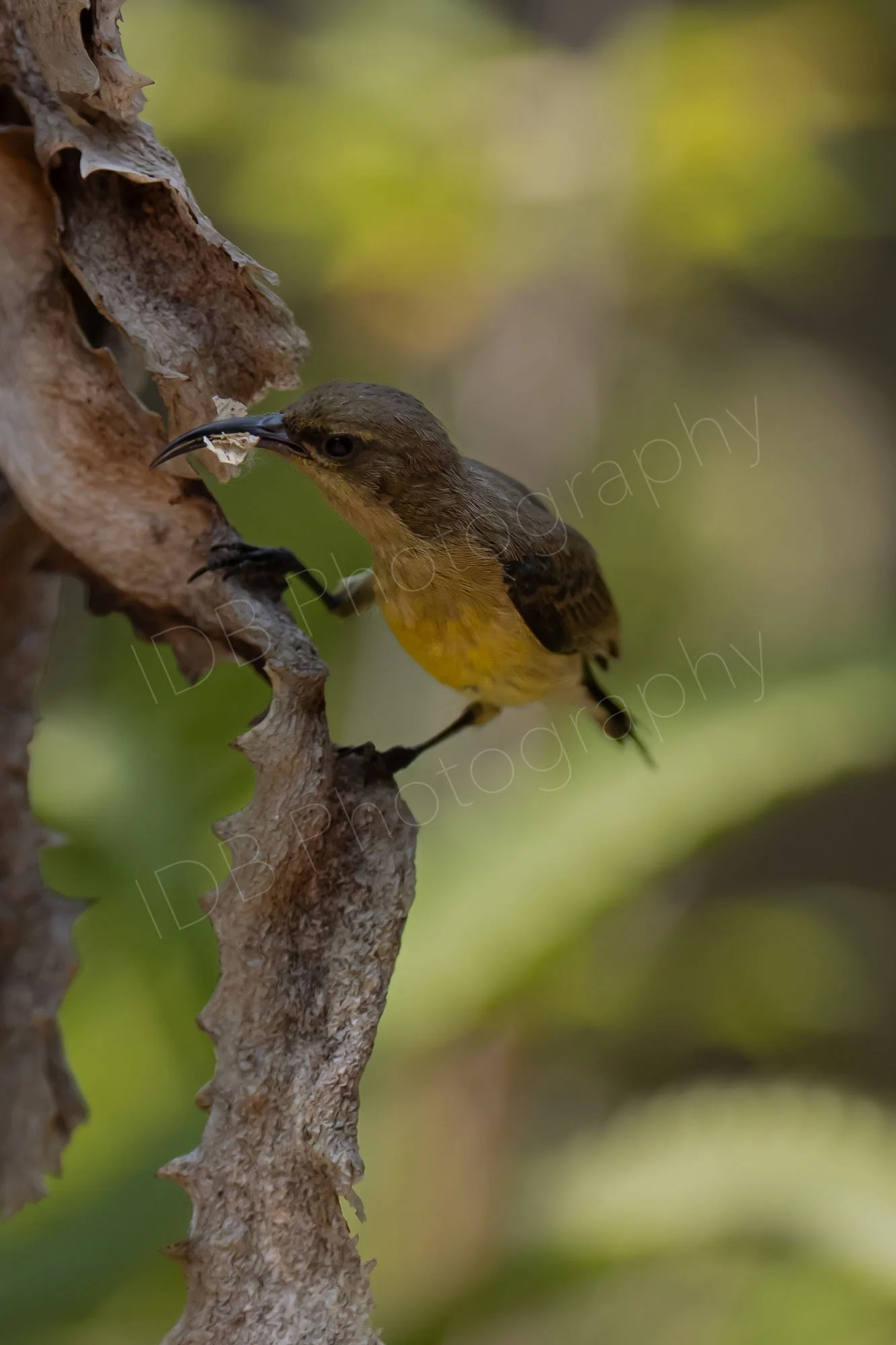 Female Variable Sunbird (Cinnyris venustus) pecking at dead vegetation to make her nest. Nairobi, Kenya.