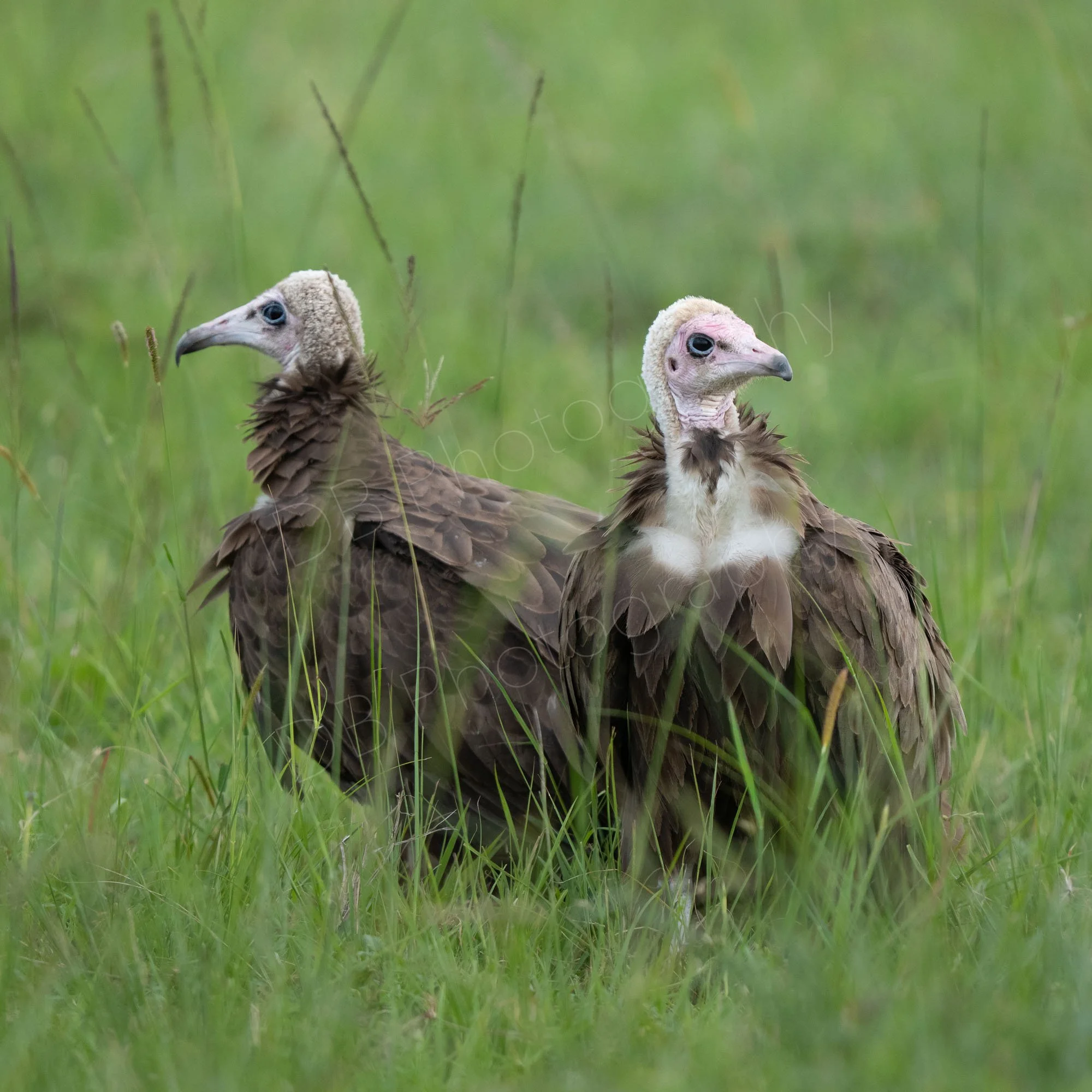 Two hooded vultures  (Necrosyrtes monachus), heads facing away from each other on grassland at Masai Mara, Kenya.