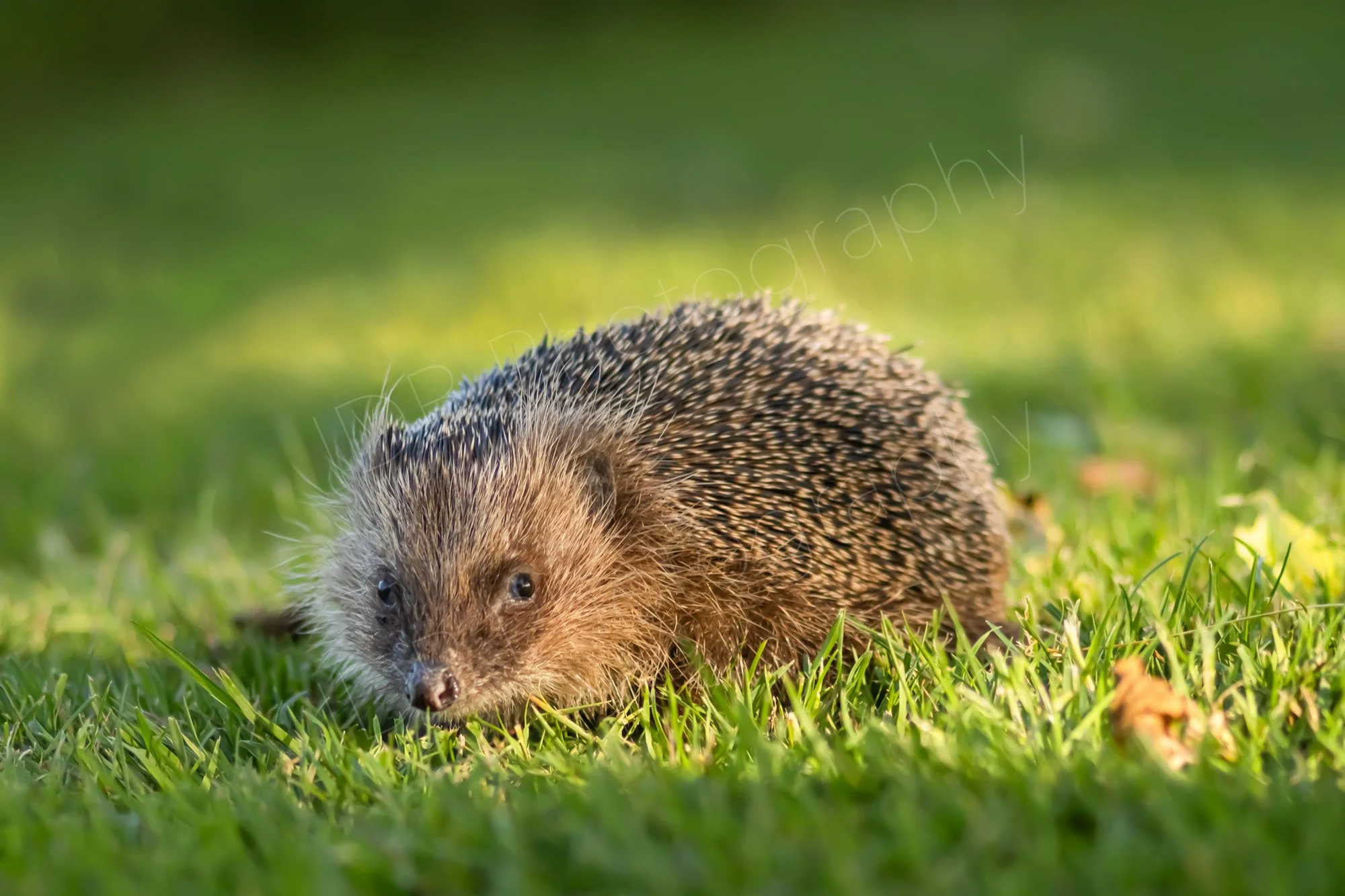 Hedgehog  lit by early evening light surrounded by tree shadows, East Sussex, UK.