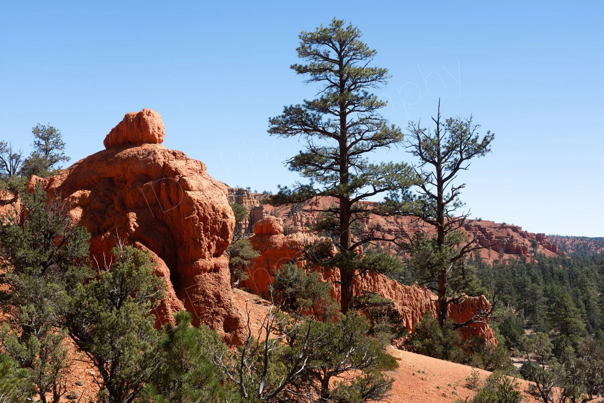 Vibrant red rock hoodoos and tall pine trees in Red Canyon, Utah, USA, blue sky background.