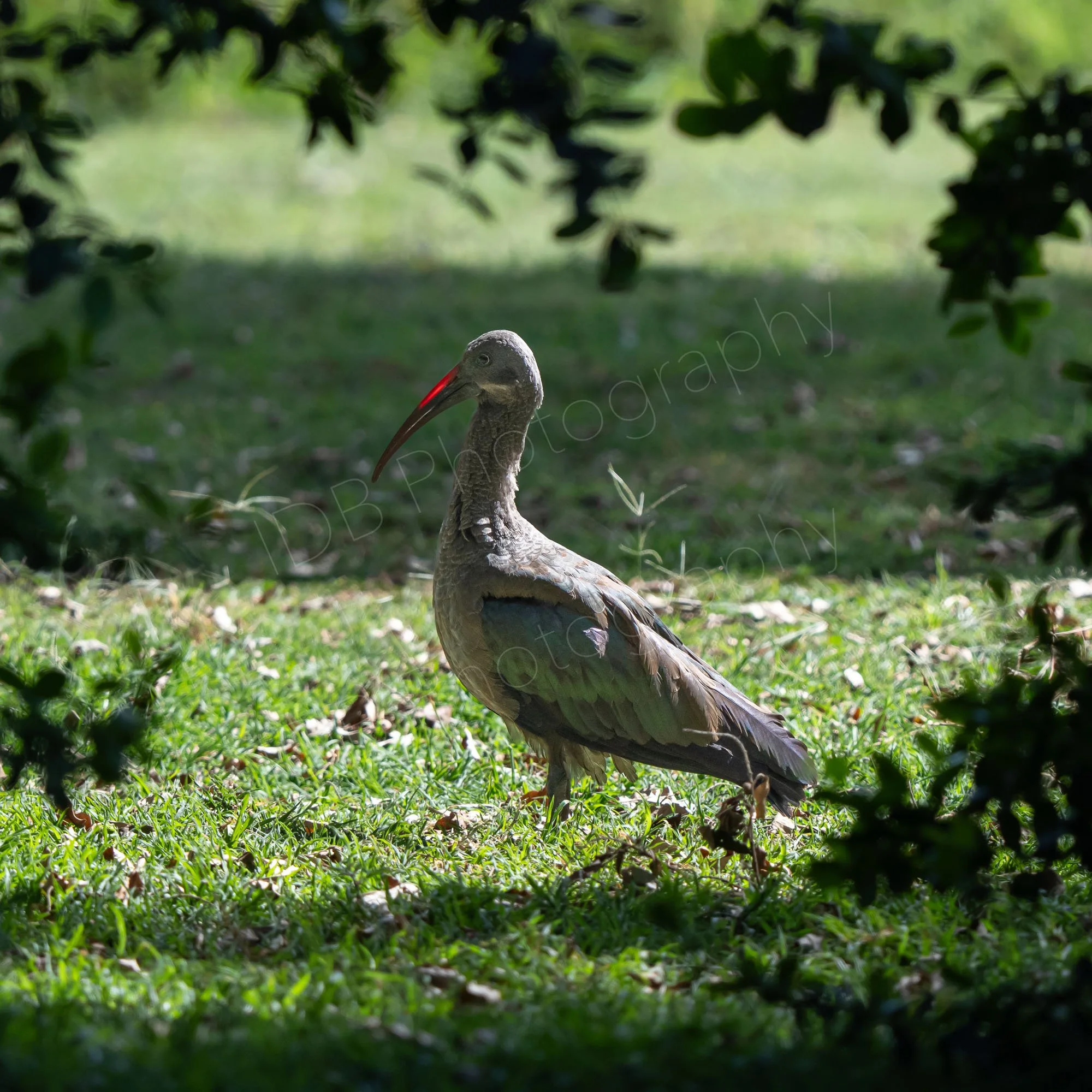 Hadada Ibis (Bostrychia hagedash) nicely framed through a gap in the bushes in Nairobi, Kenya.
