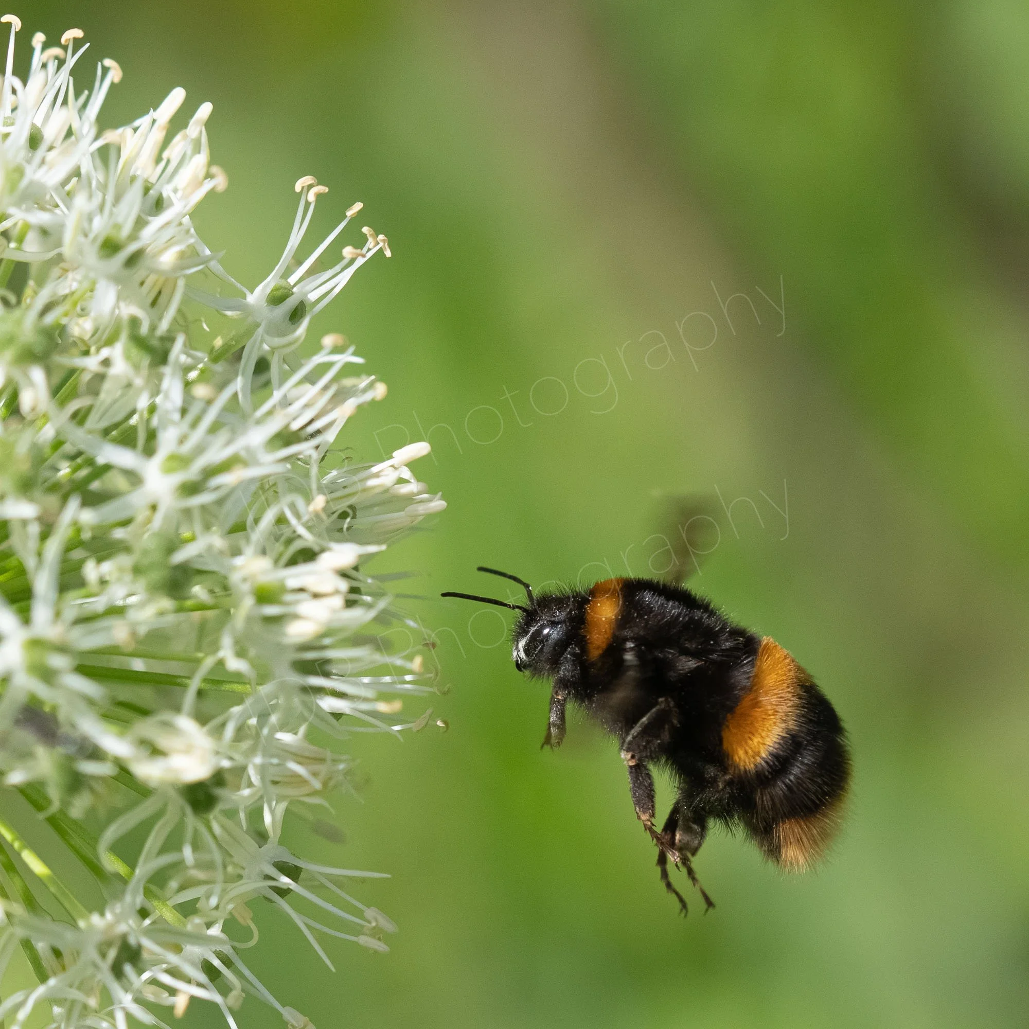 Large Buff-tailed bumblebee (Bombus terrestris)  approaching a white Alium flowerhead, nice green bokeh background; Gloucestershire UK.
