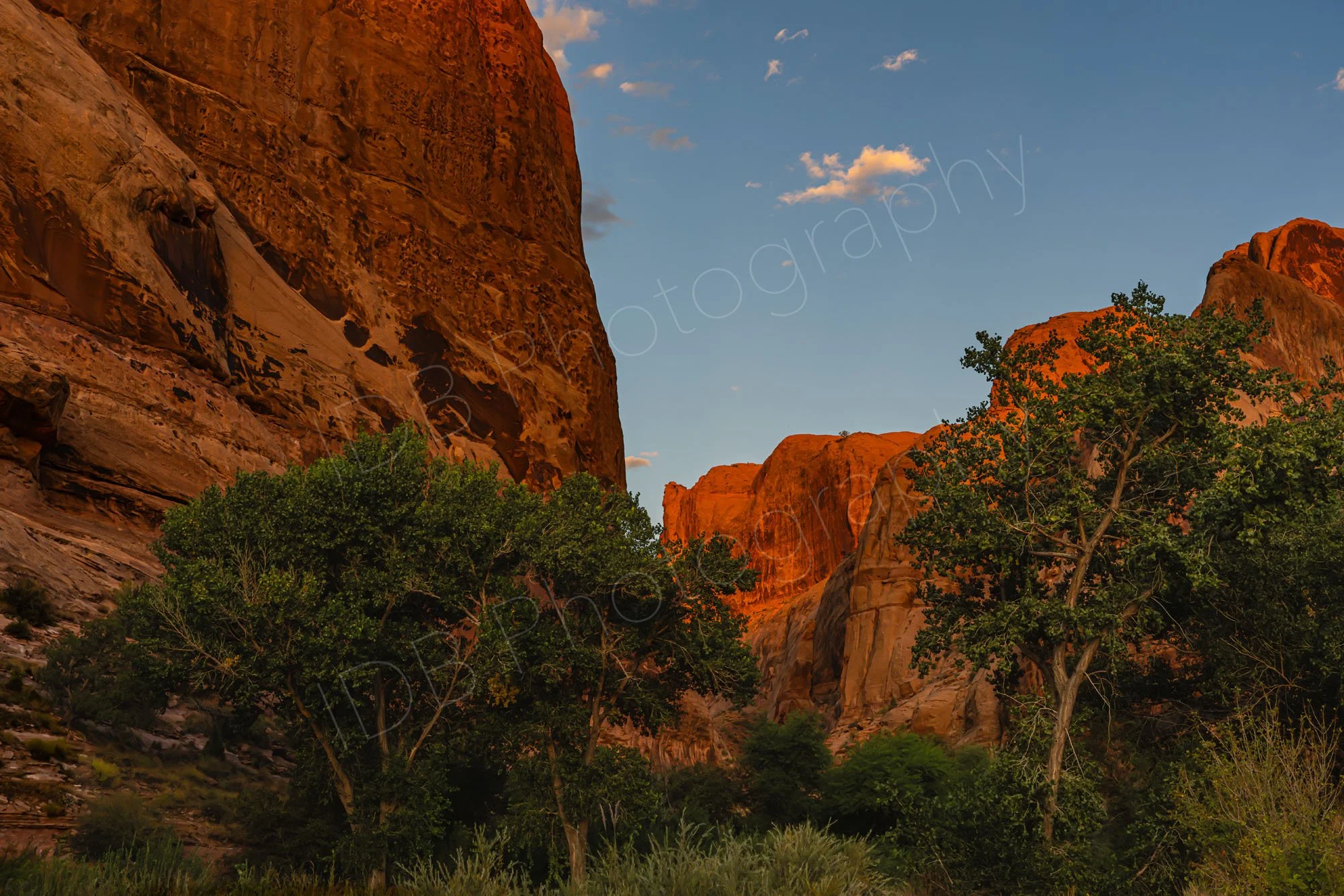 Mill Creek Trail , Moab, Utah  in the evening sun, the red cliffs increasingly illuminated. Trees and shrubs in foreground, blue sky.